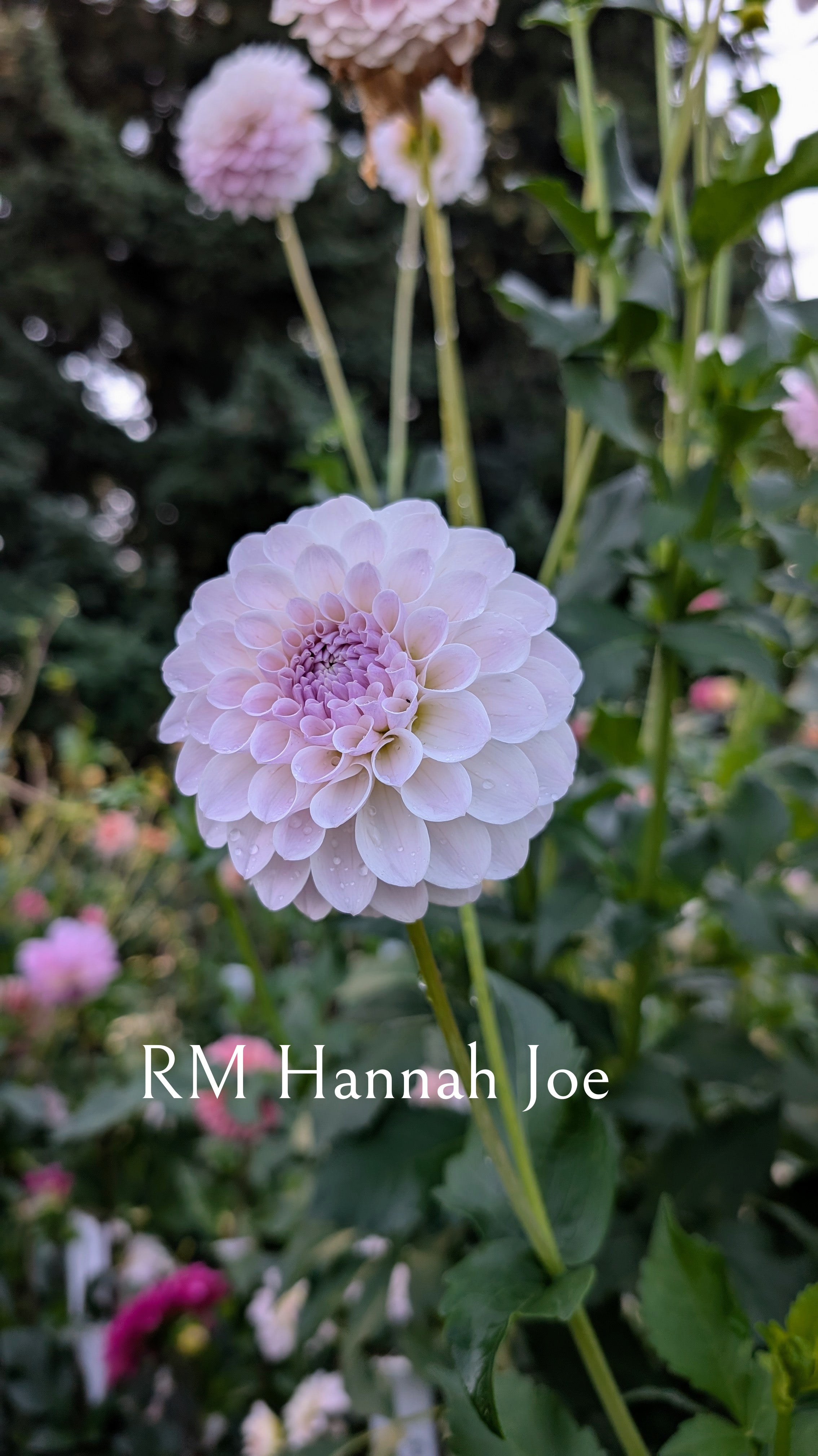 River Merle (RM) Hannah Joe