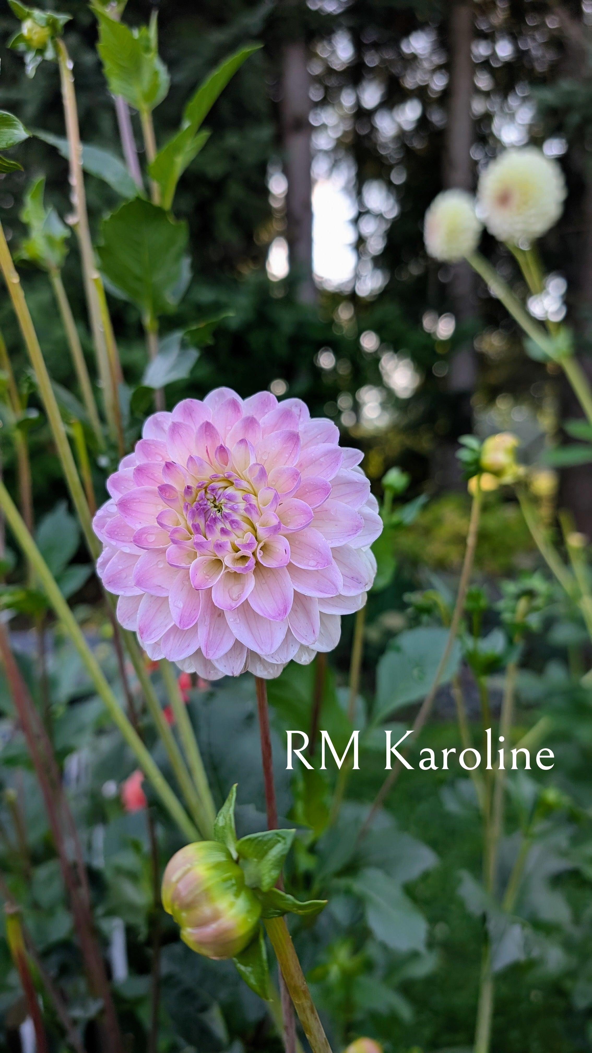 River Merle (RM) Karoline