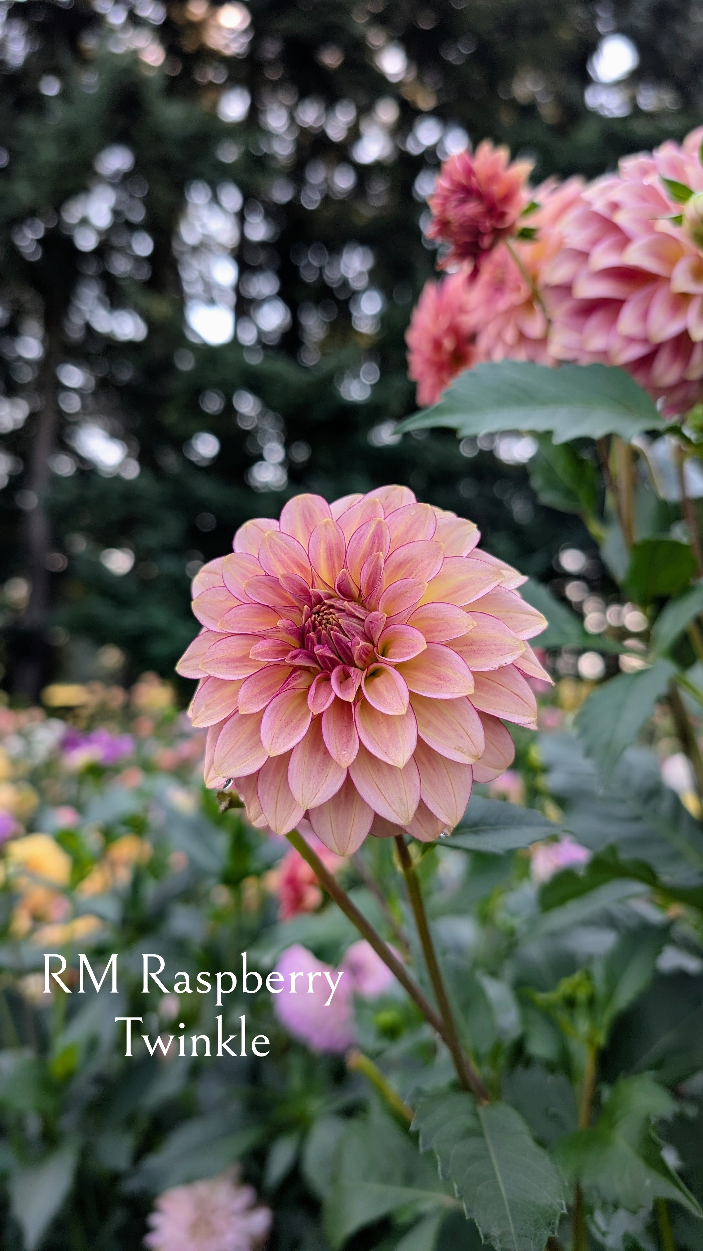 River Merle (RM) Raspberry Twinkle
