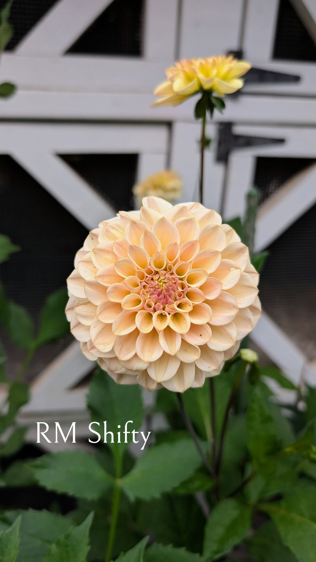 River Merle (RM) Shifty