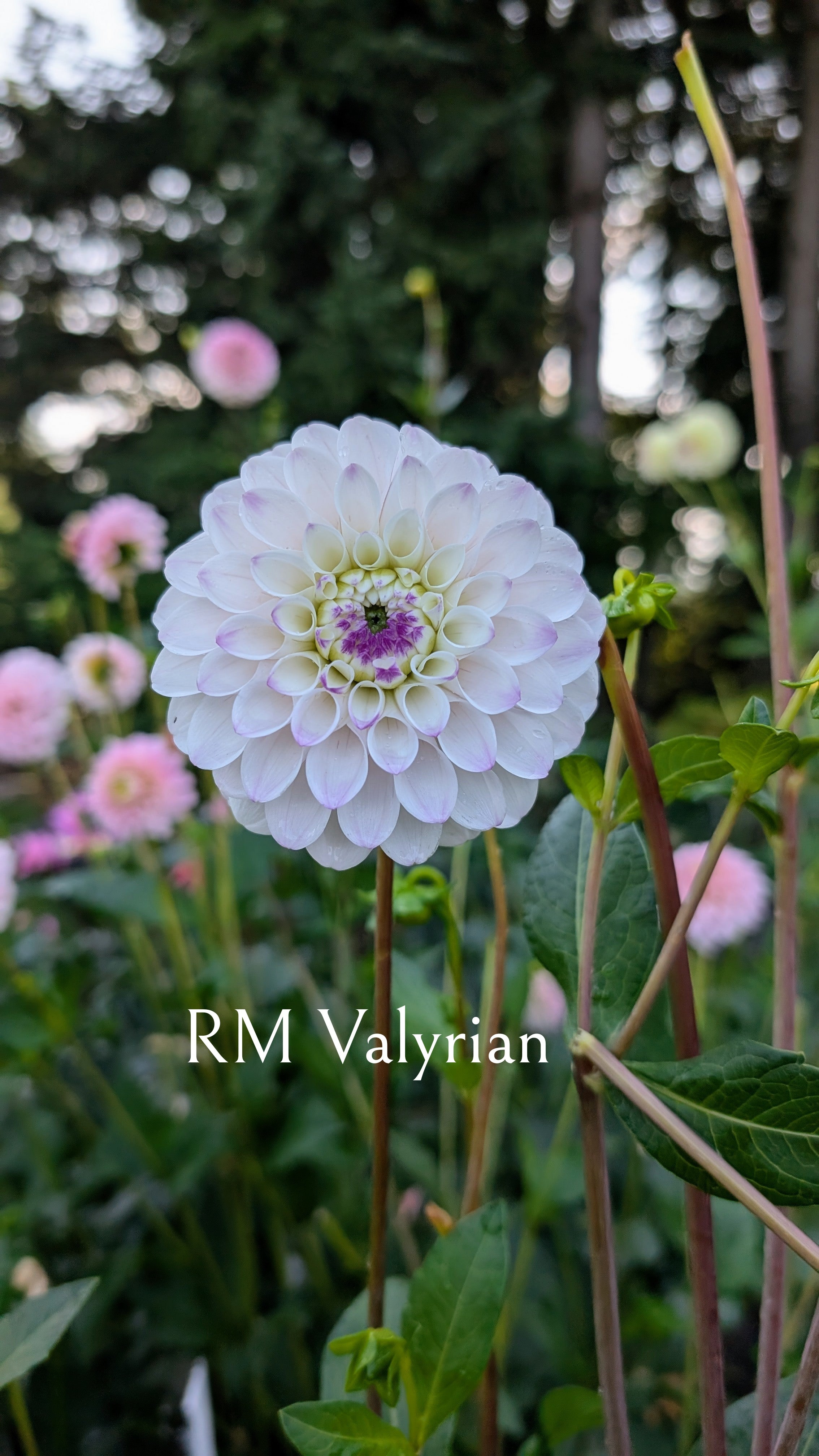 River Merle (RM) Valyrian