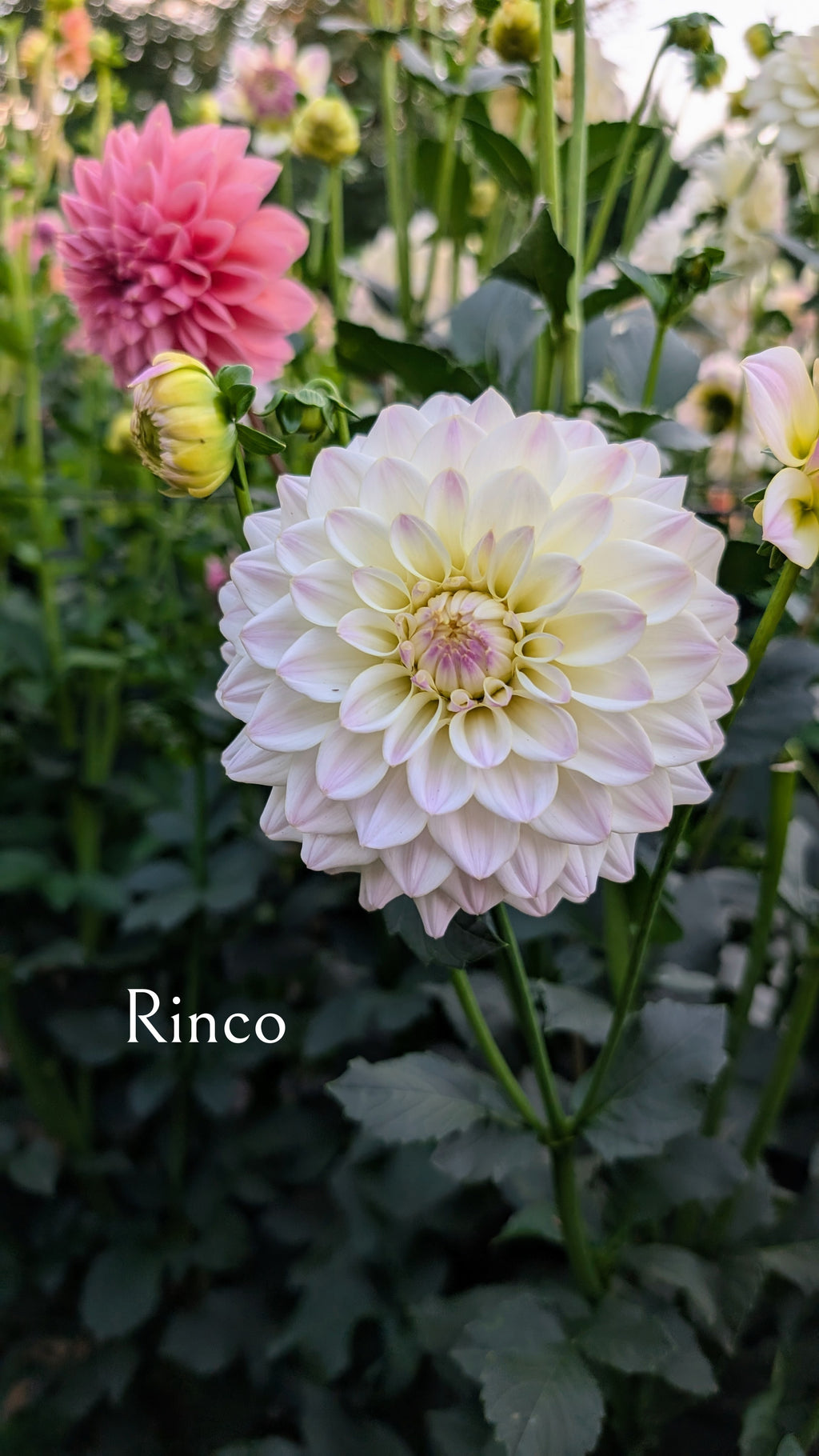 Rinco
