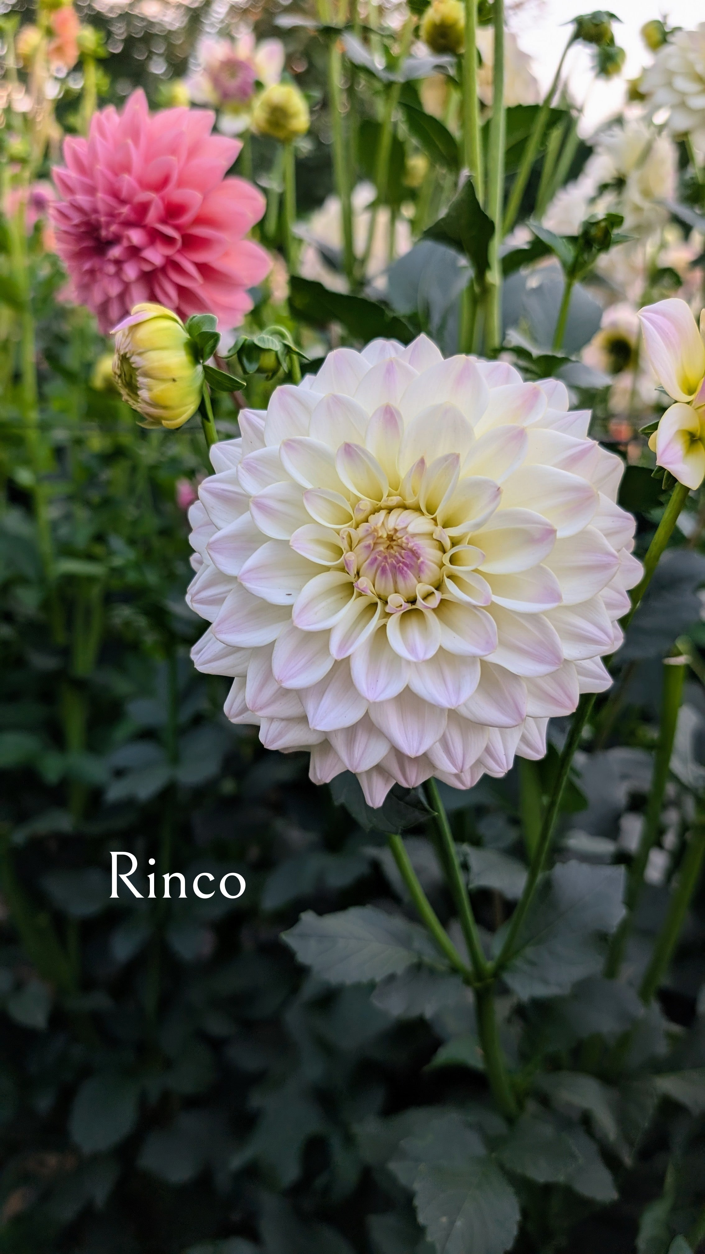Rinco