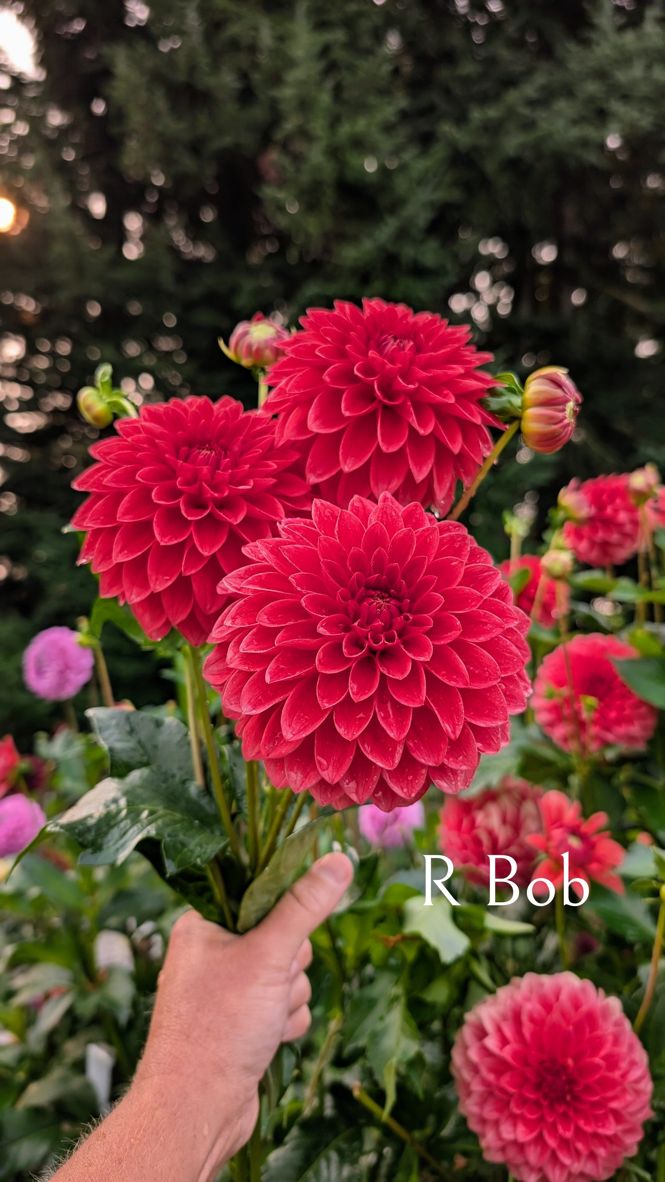 R Bob