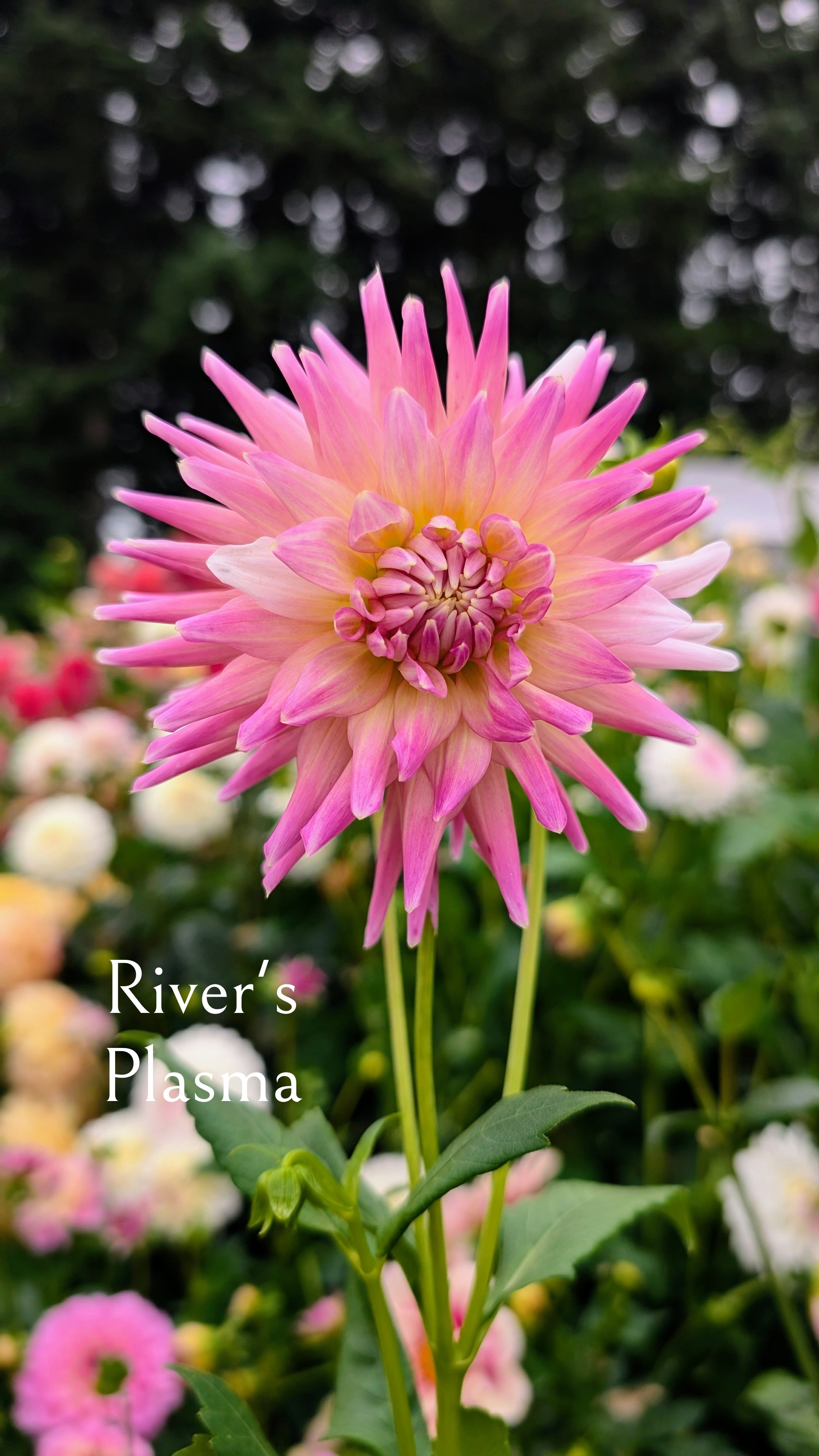 Rivers Plasma