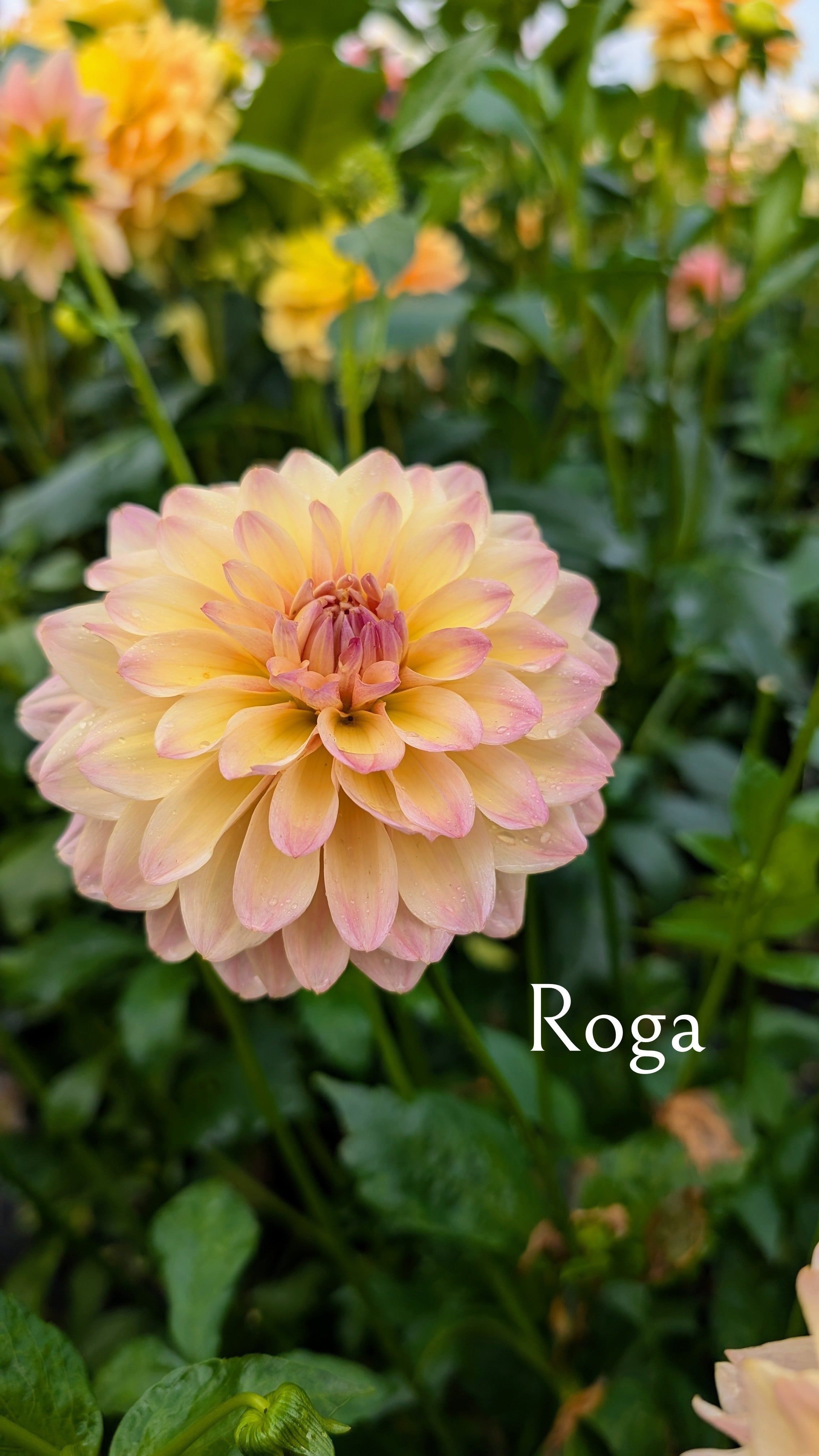 Roga