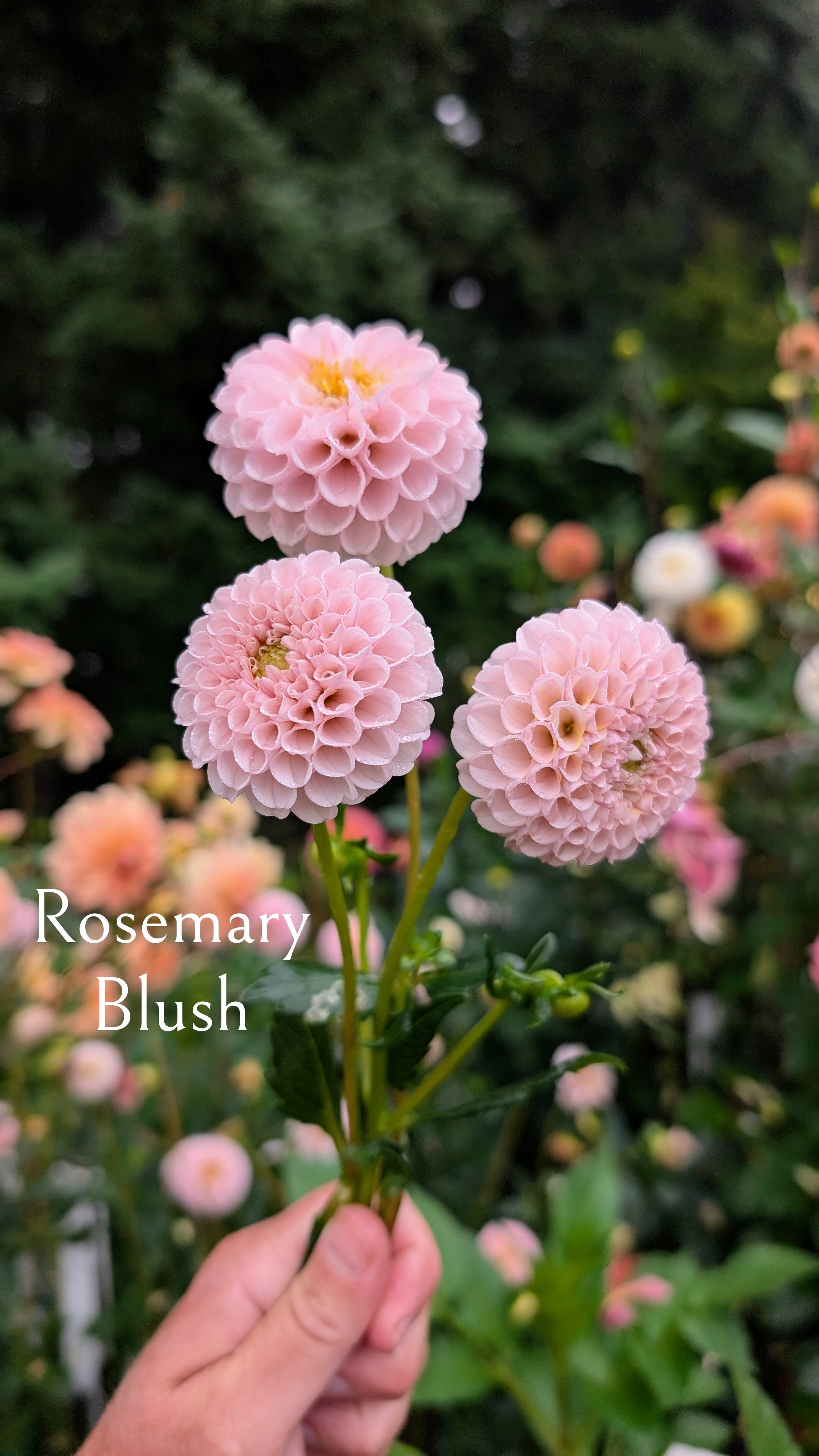 Rosemary Blush