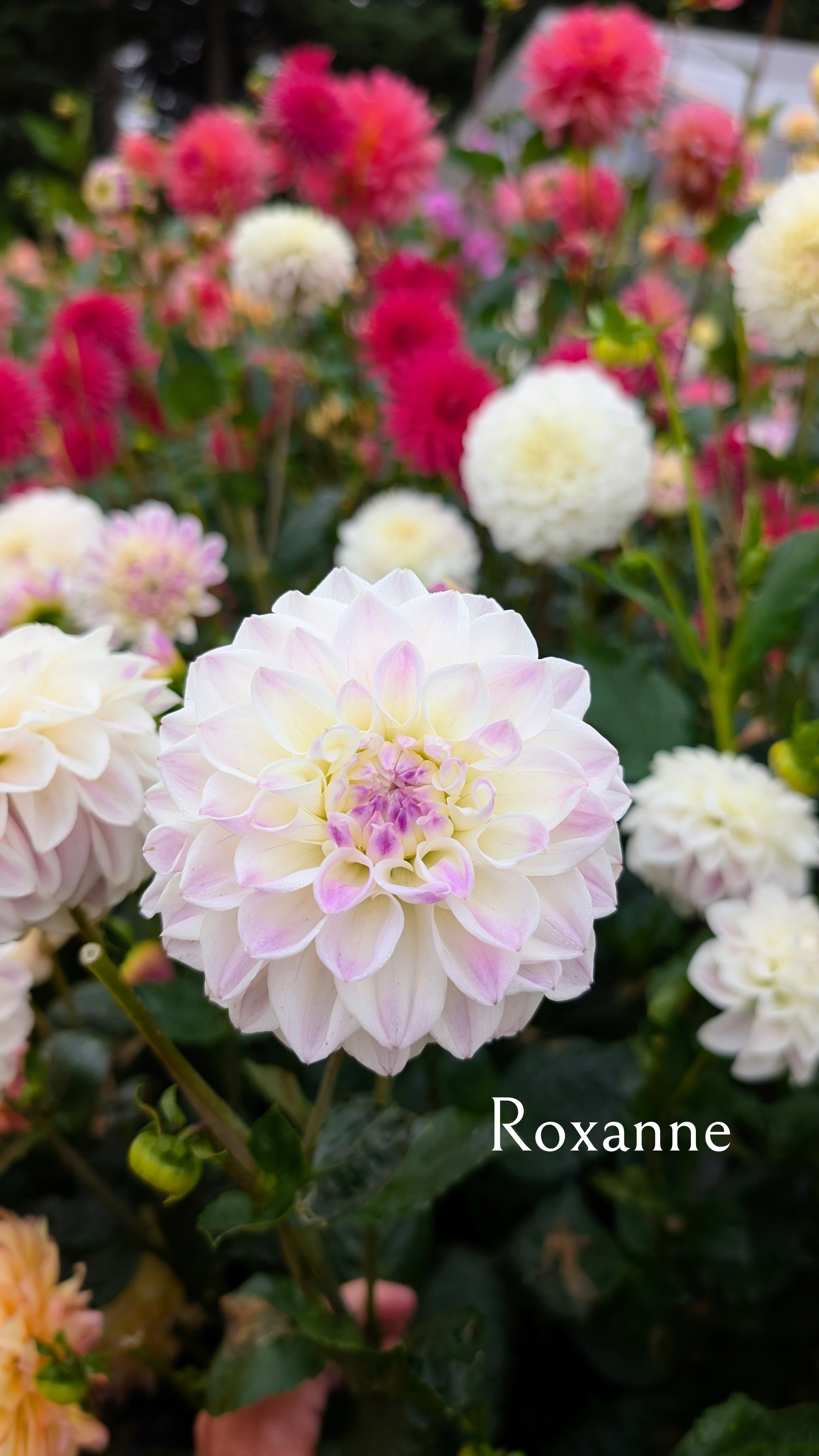 Roxane