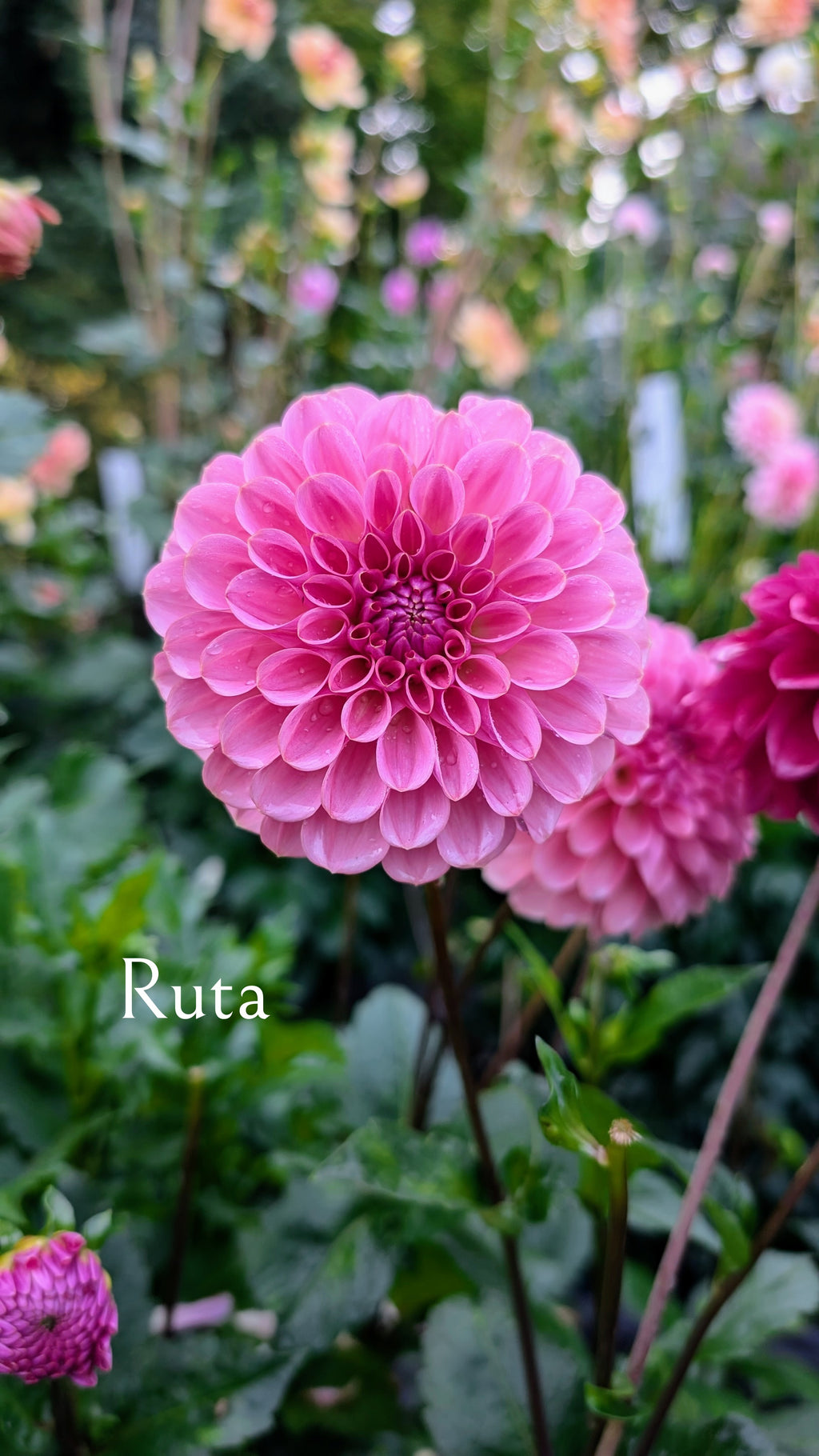Ruta