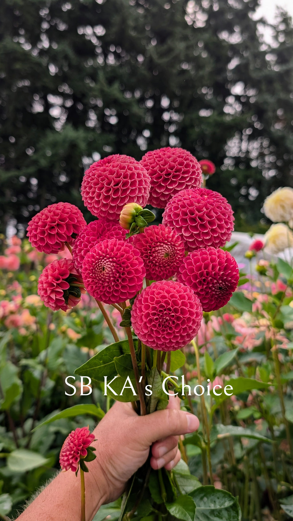 SB KA's Choice