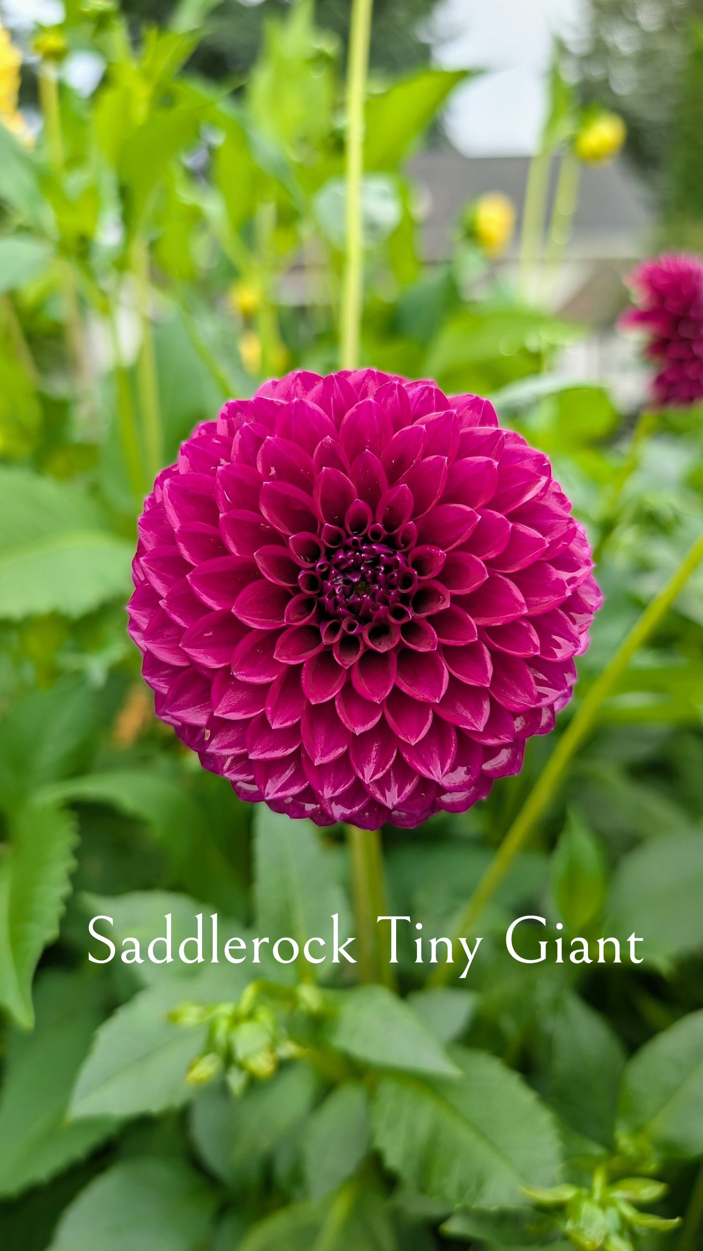 Saddlerock Tiny Giant