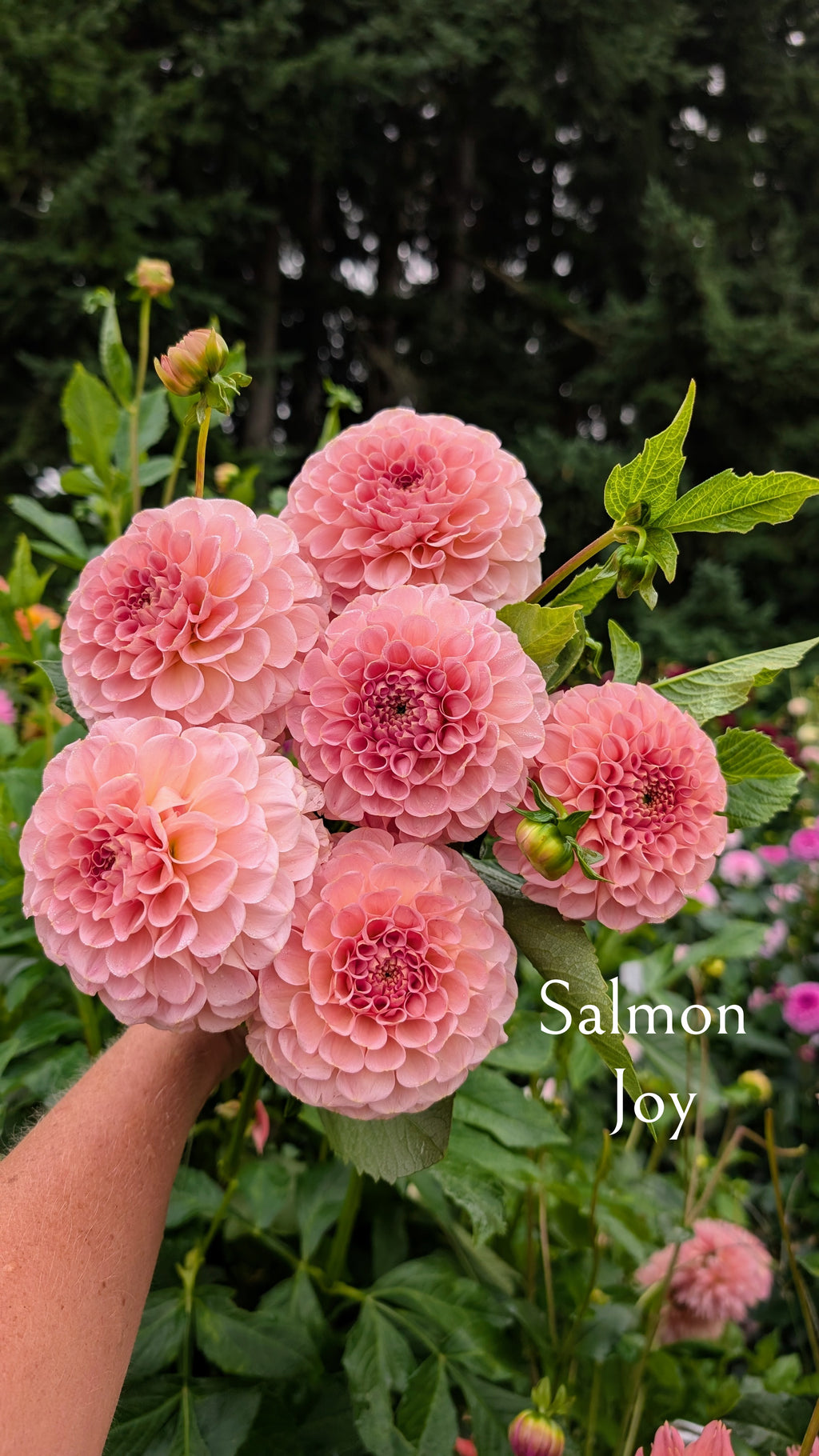 Salmon Joy