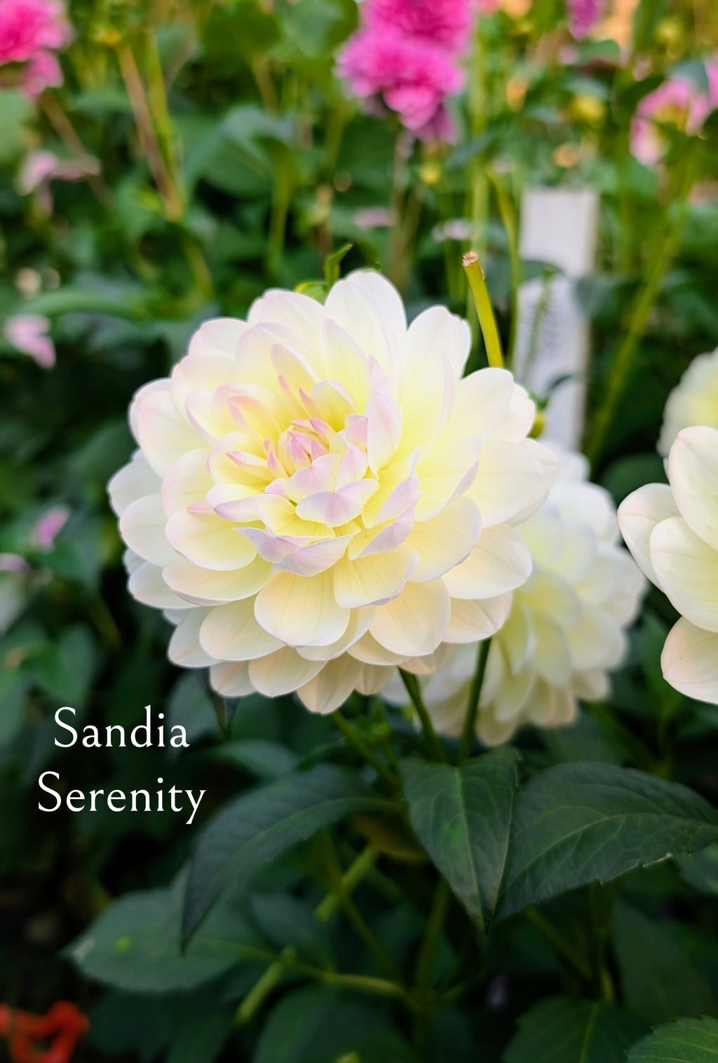 Sandia Serenity