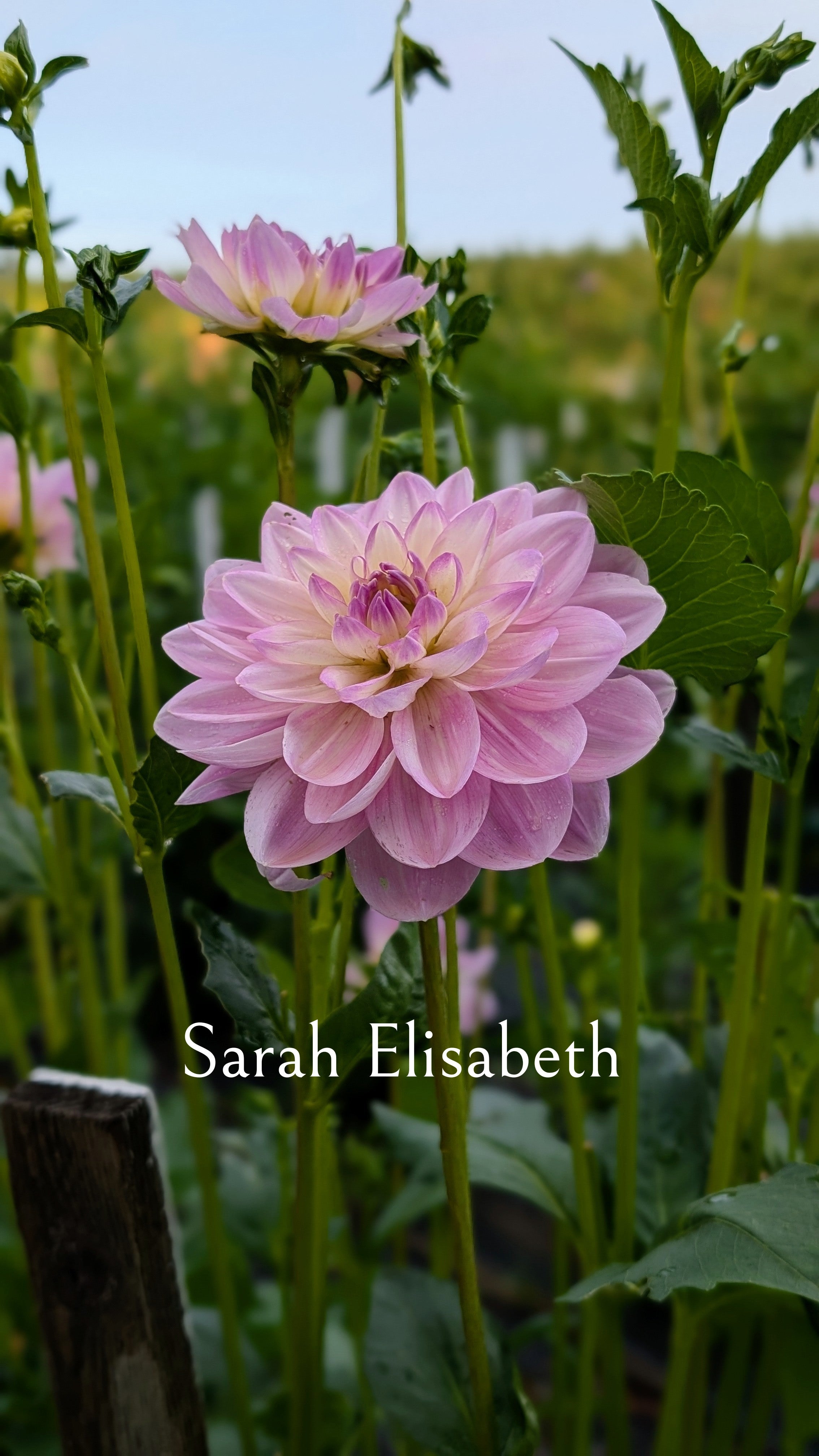 Sarah Elisabeth