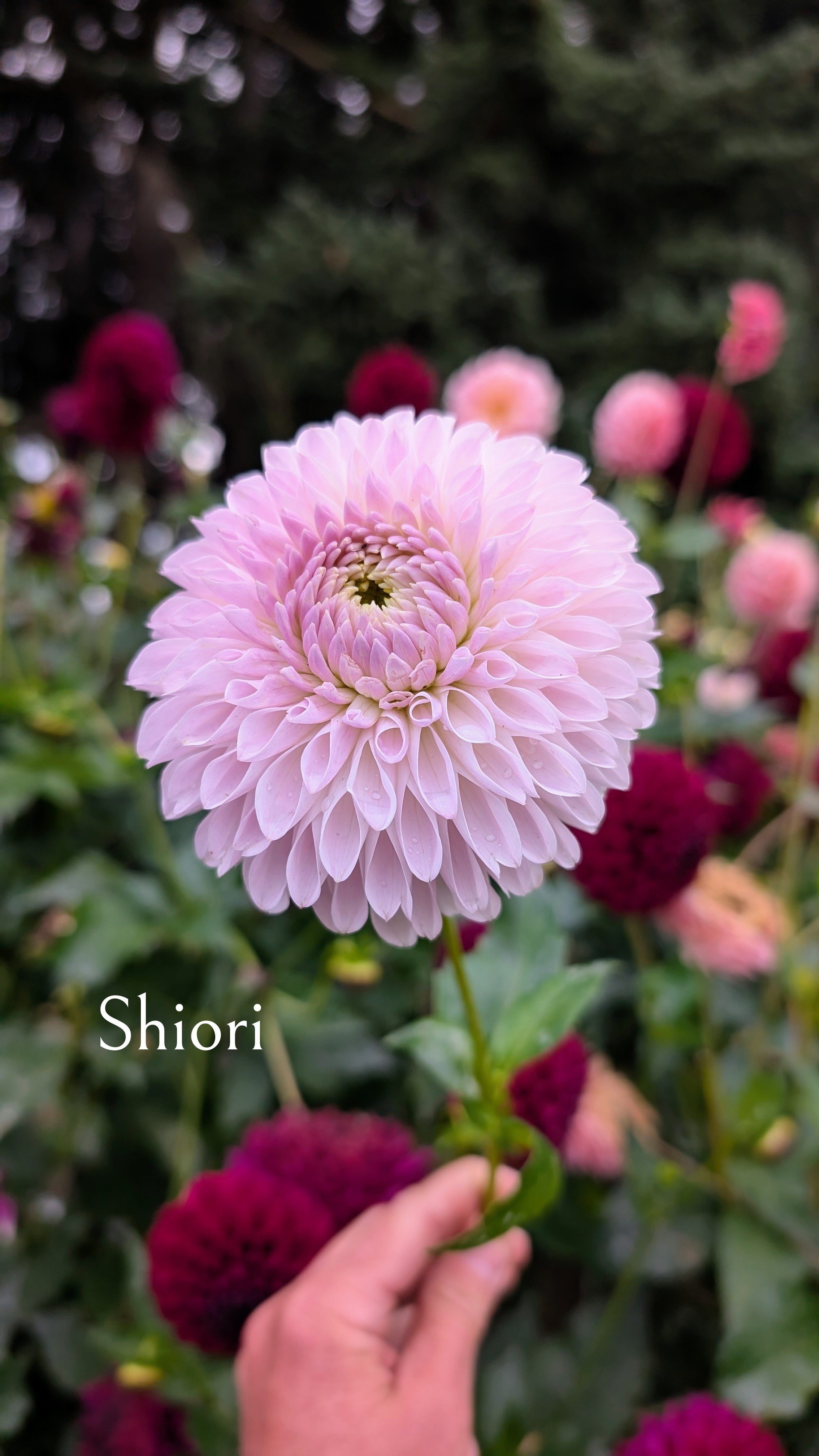 Shiori