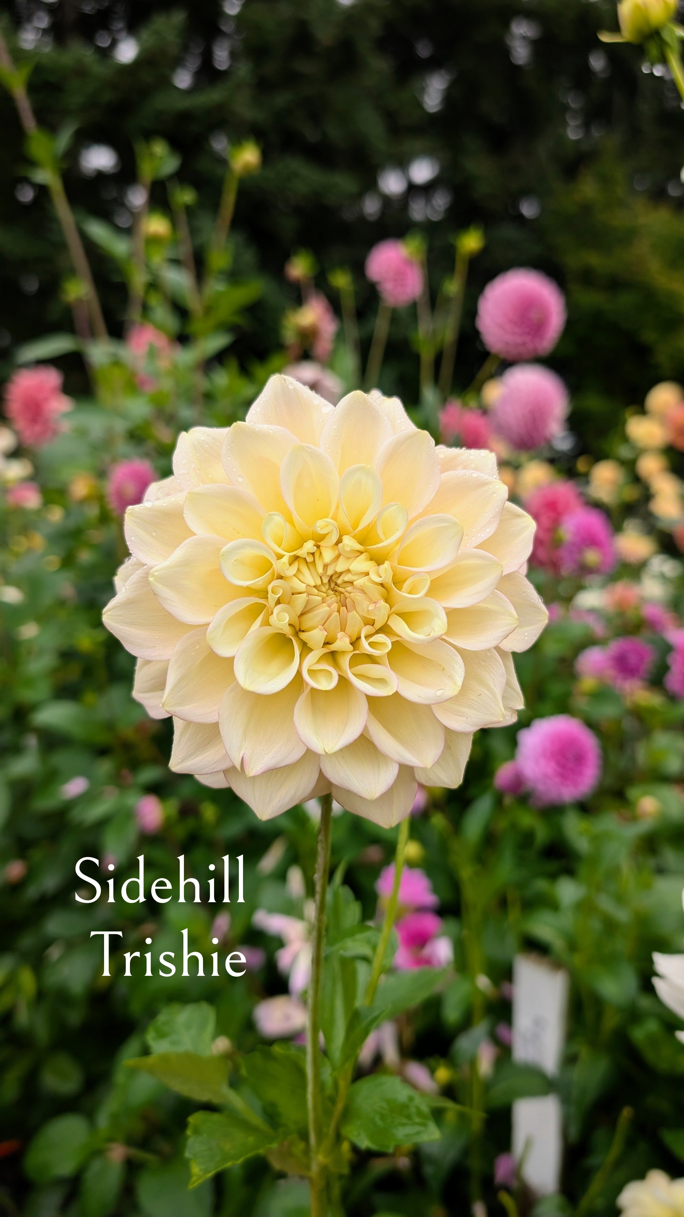 Sidehill (SH) Trishie