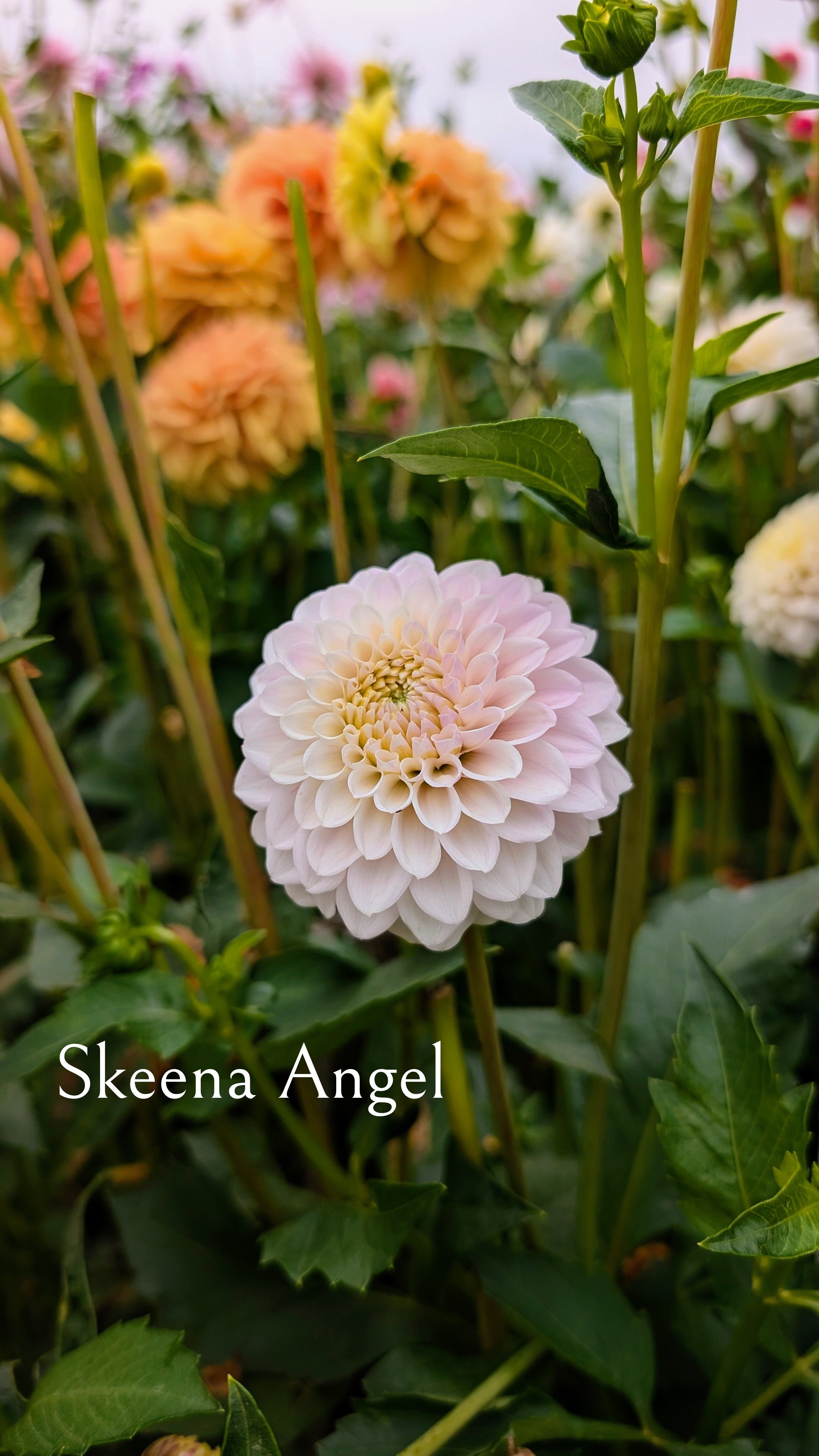 Skeena Angel