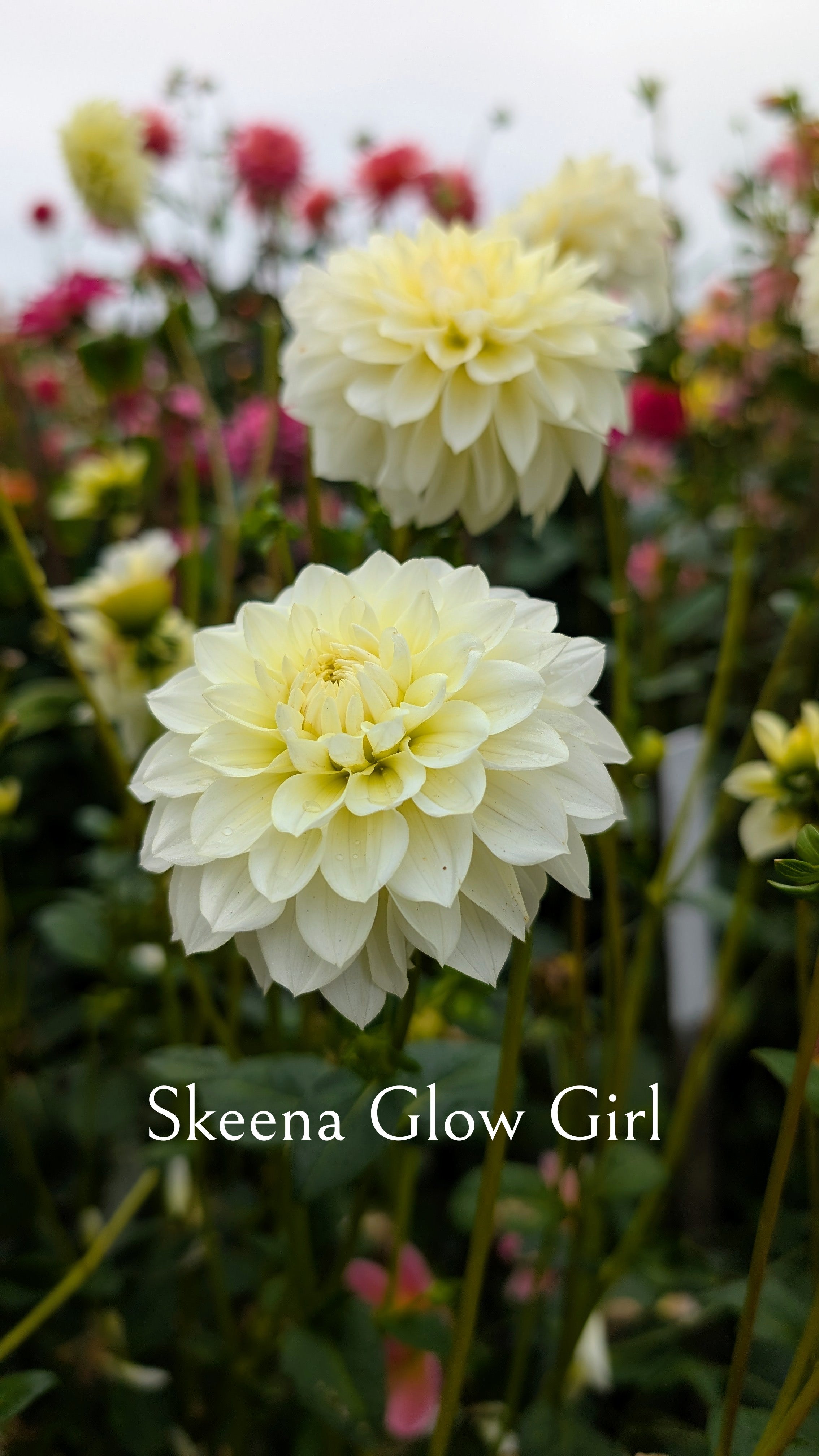 Skeena Glow Girl