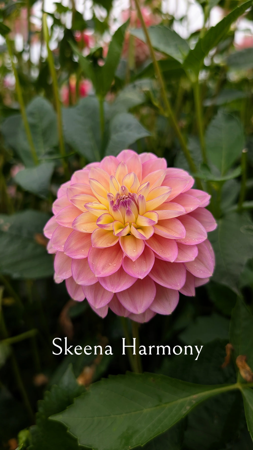 Skeena Harmony