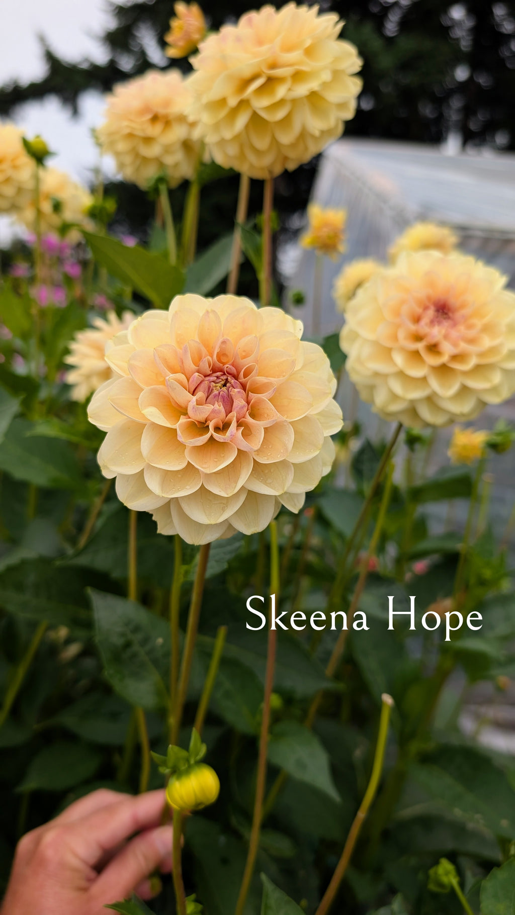 Skeena Hope