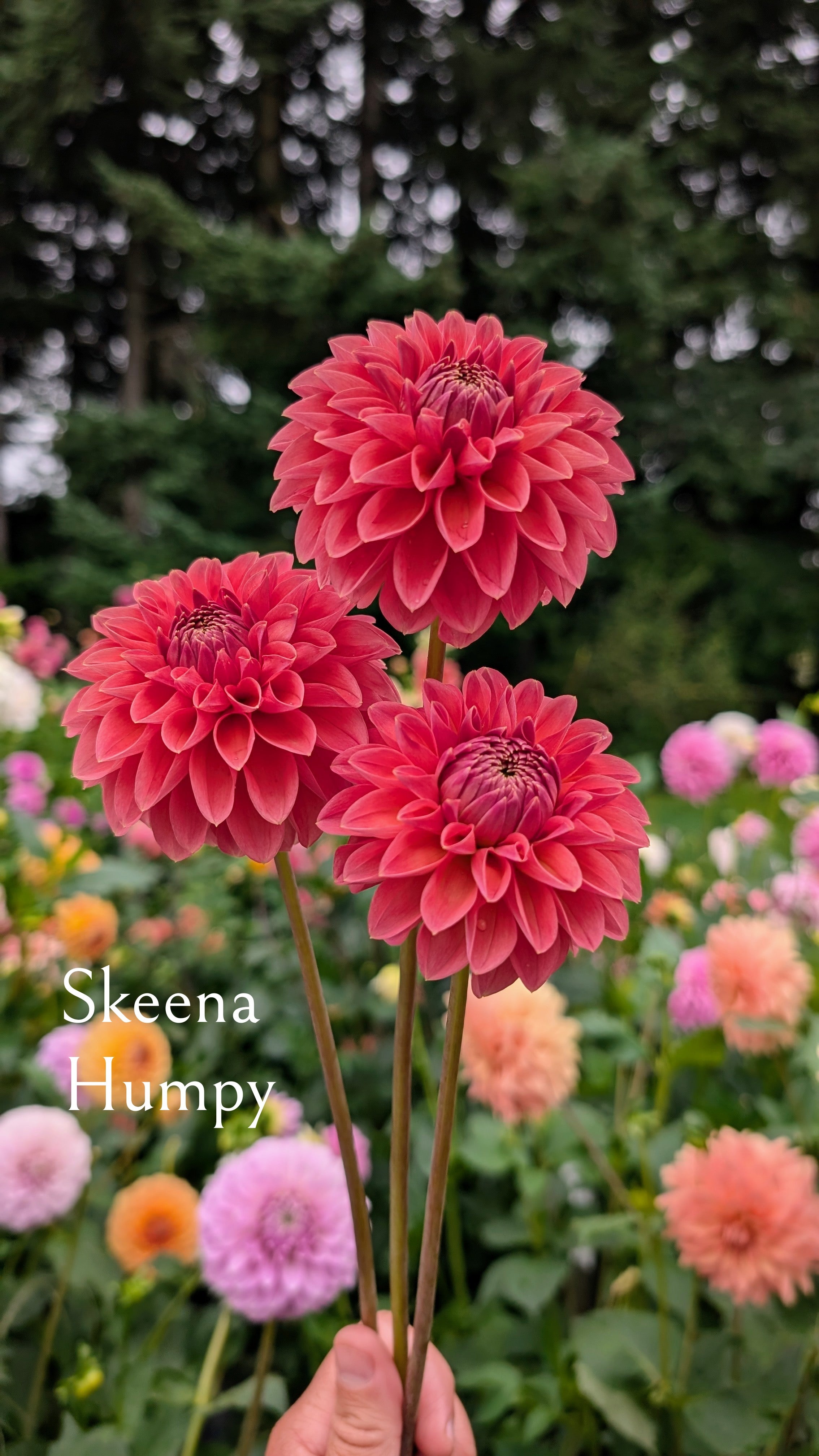 Skeena Humpy