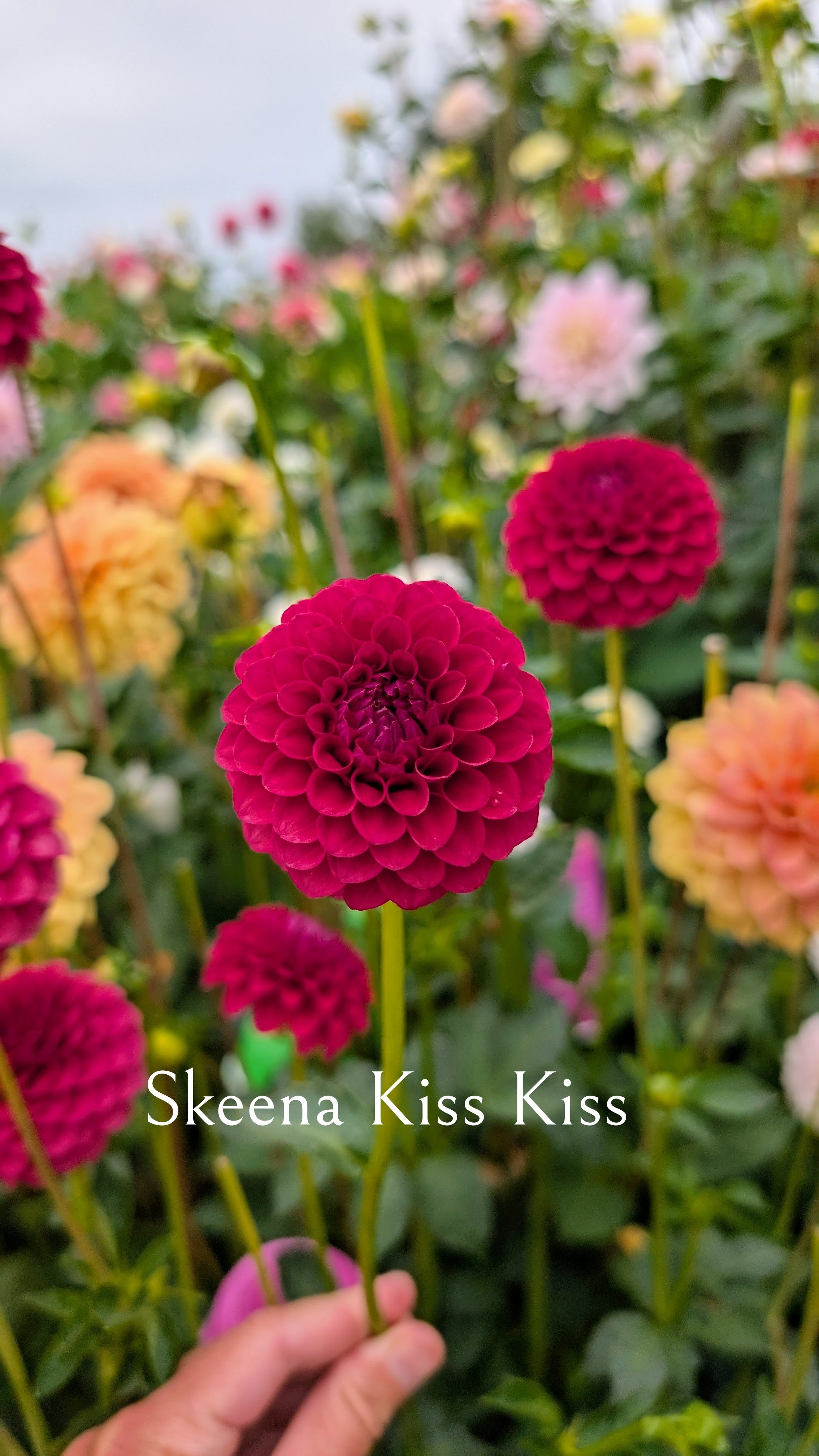 Skeena Kiss Kiss