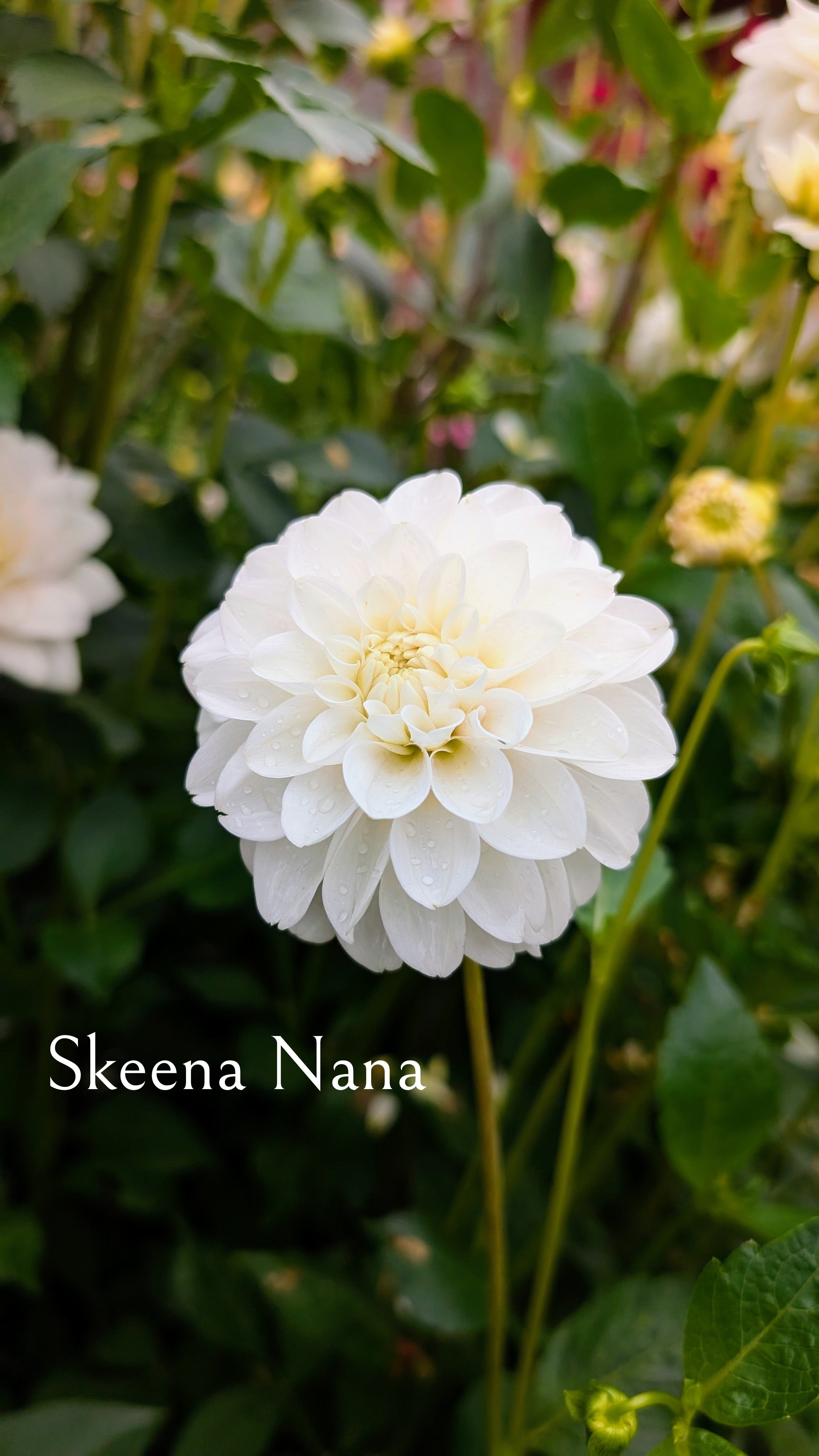 Skeena Nana