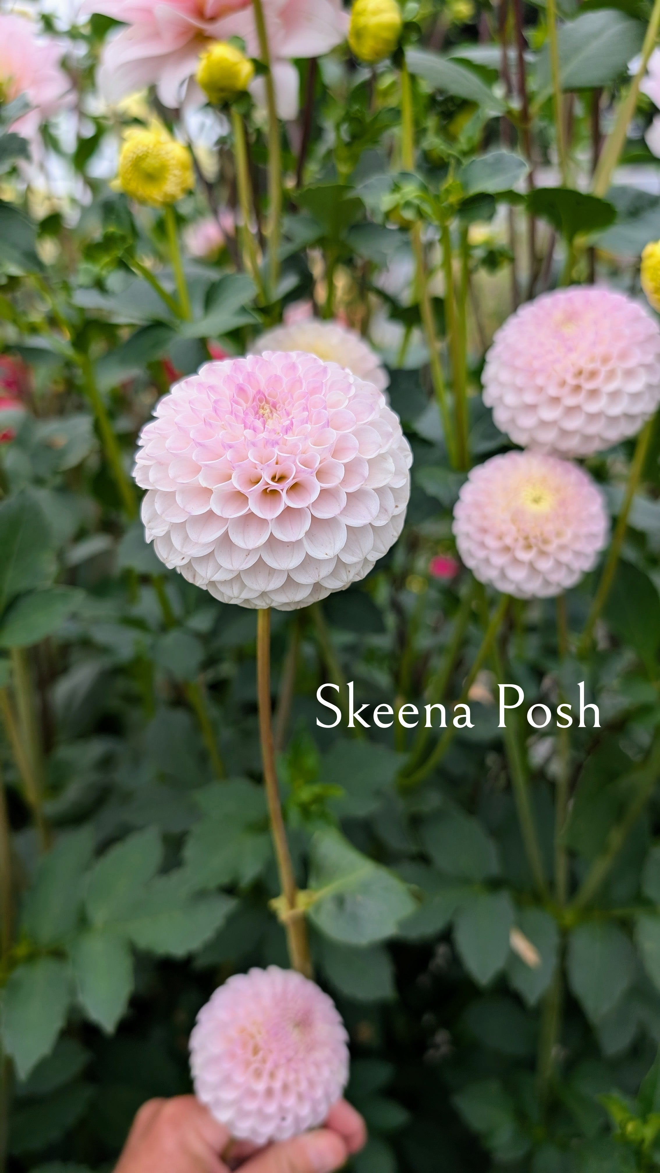 Skeena Posh