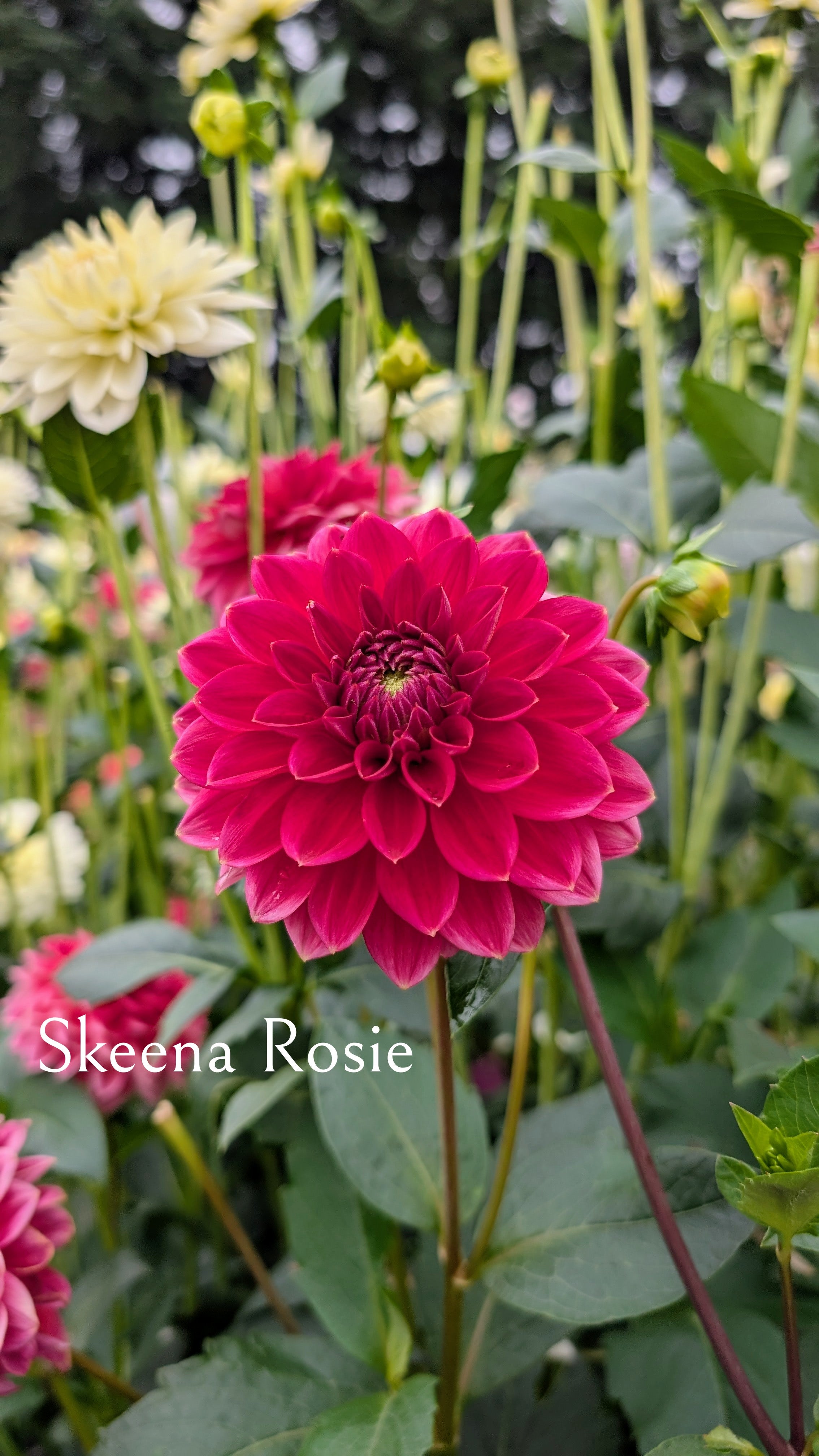 Skeena Rosie