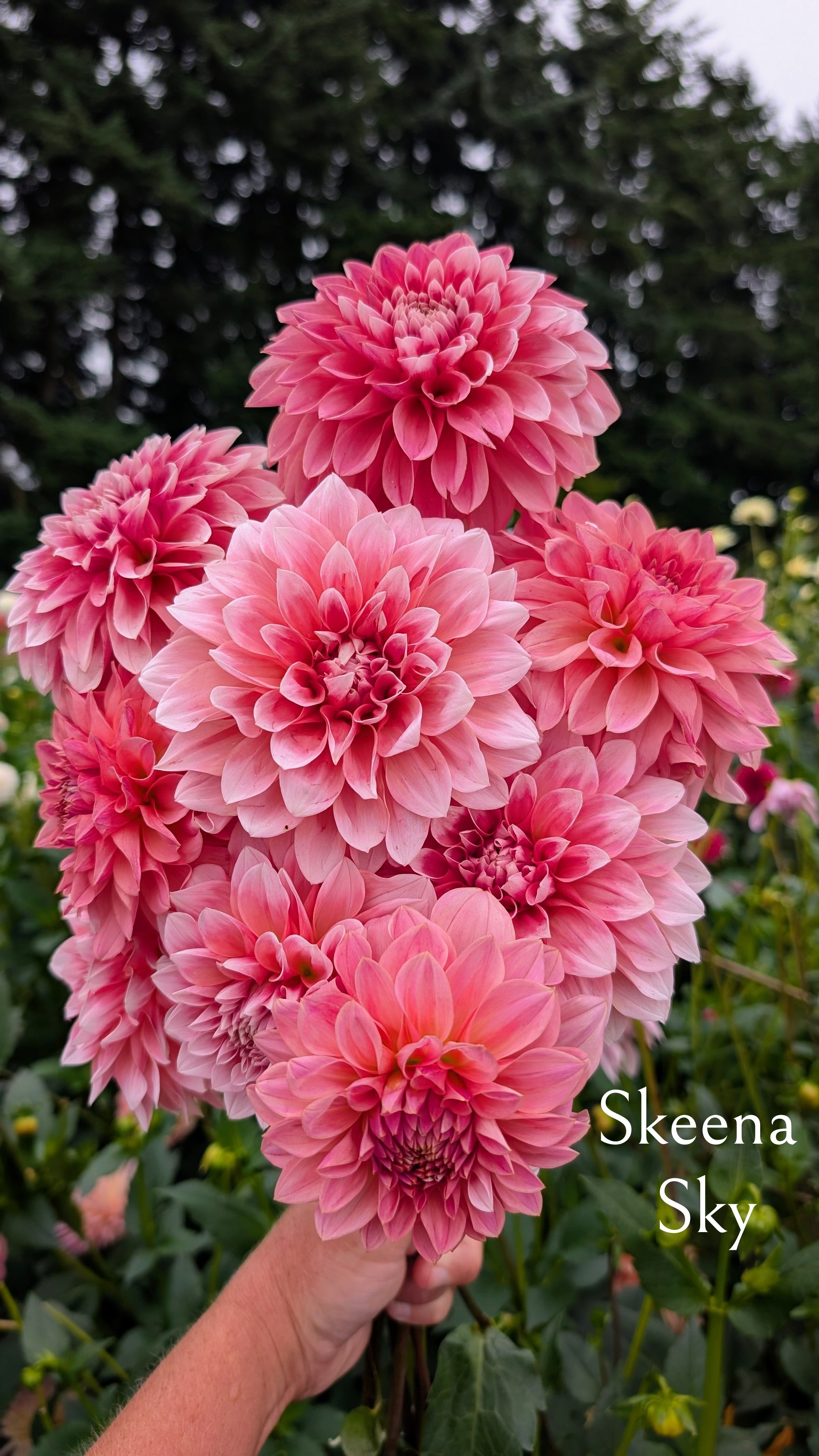 Skeena Sky