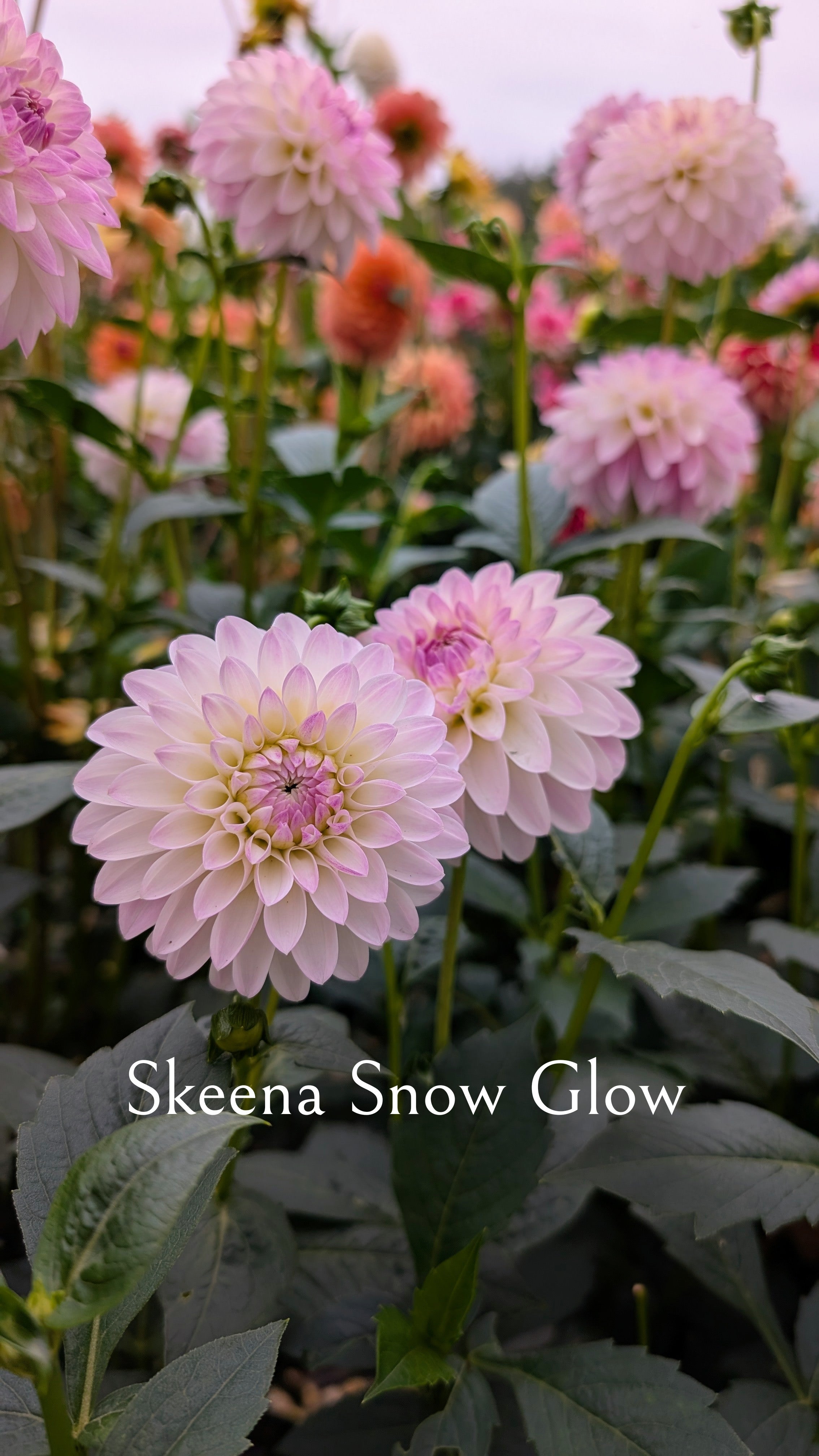 Skeena Snow Glow
