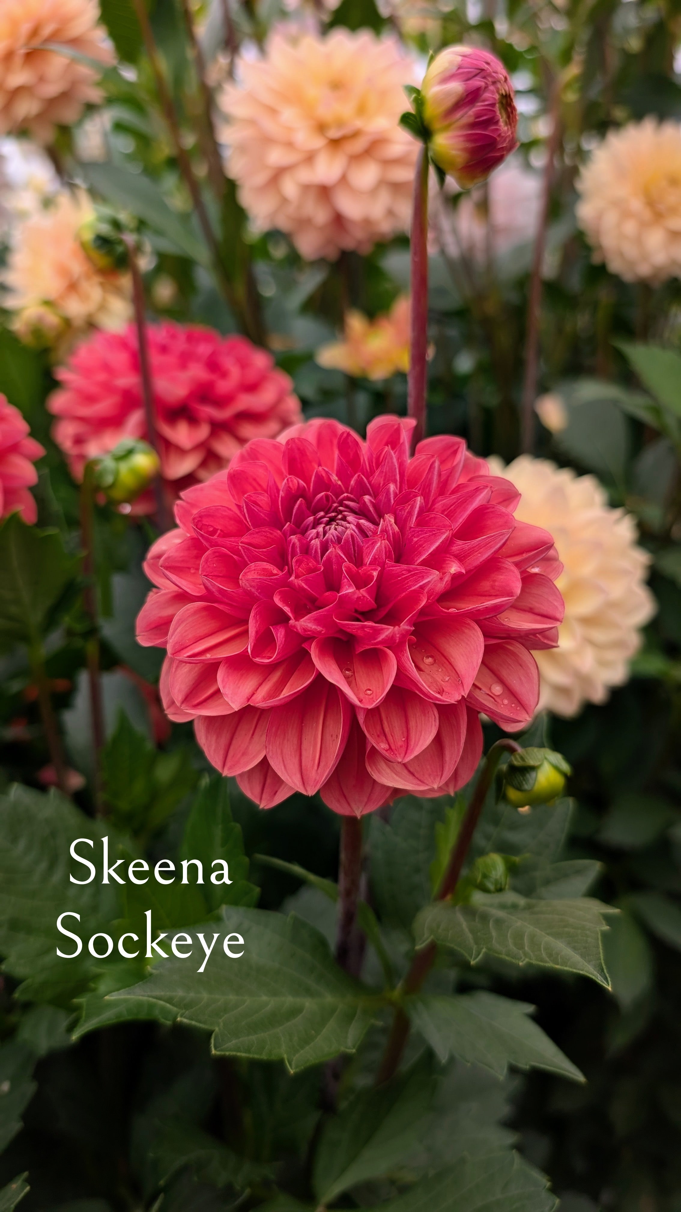 Skeena Sockeye