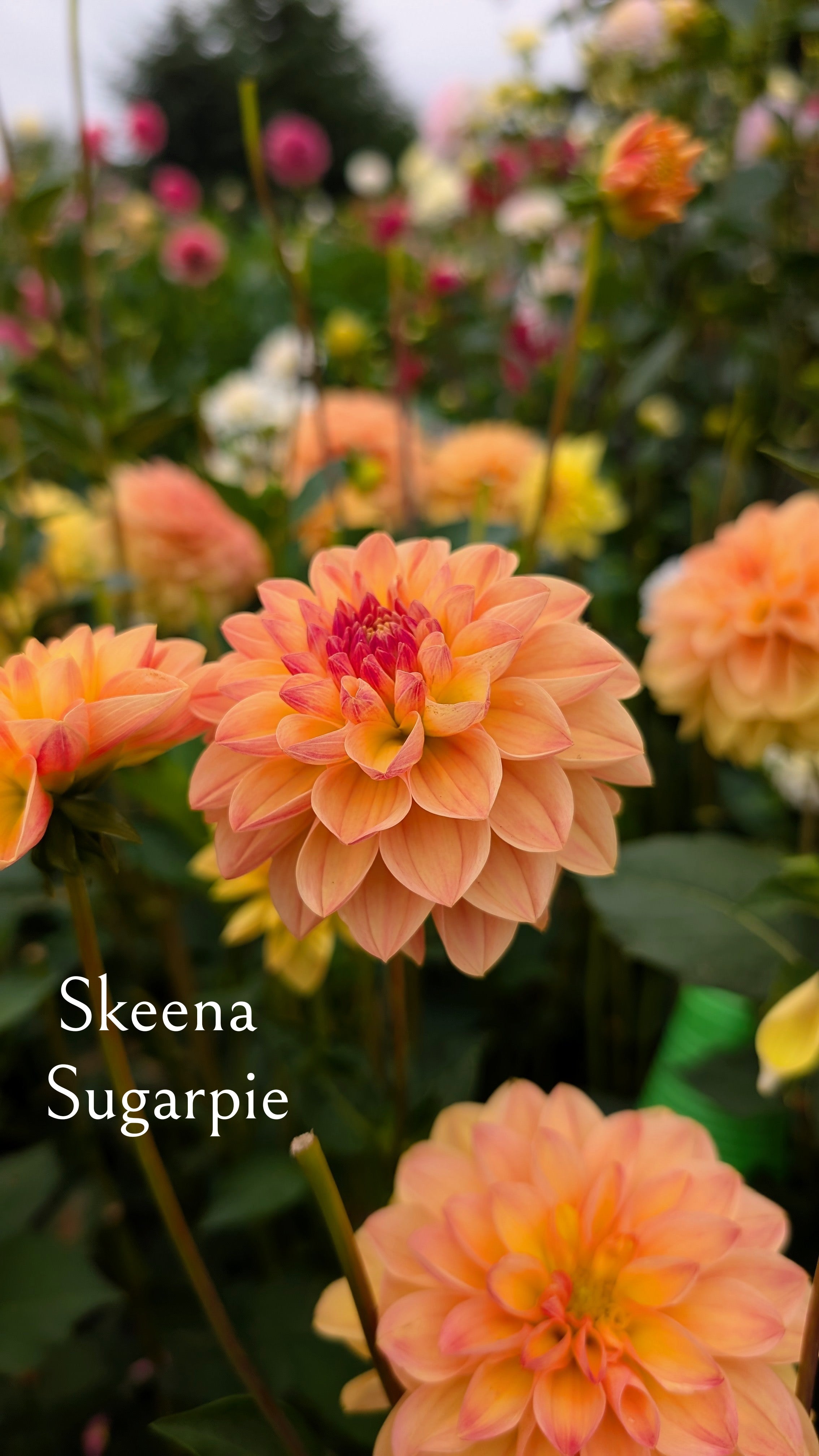 Skeena Sugar Pie