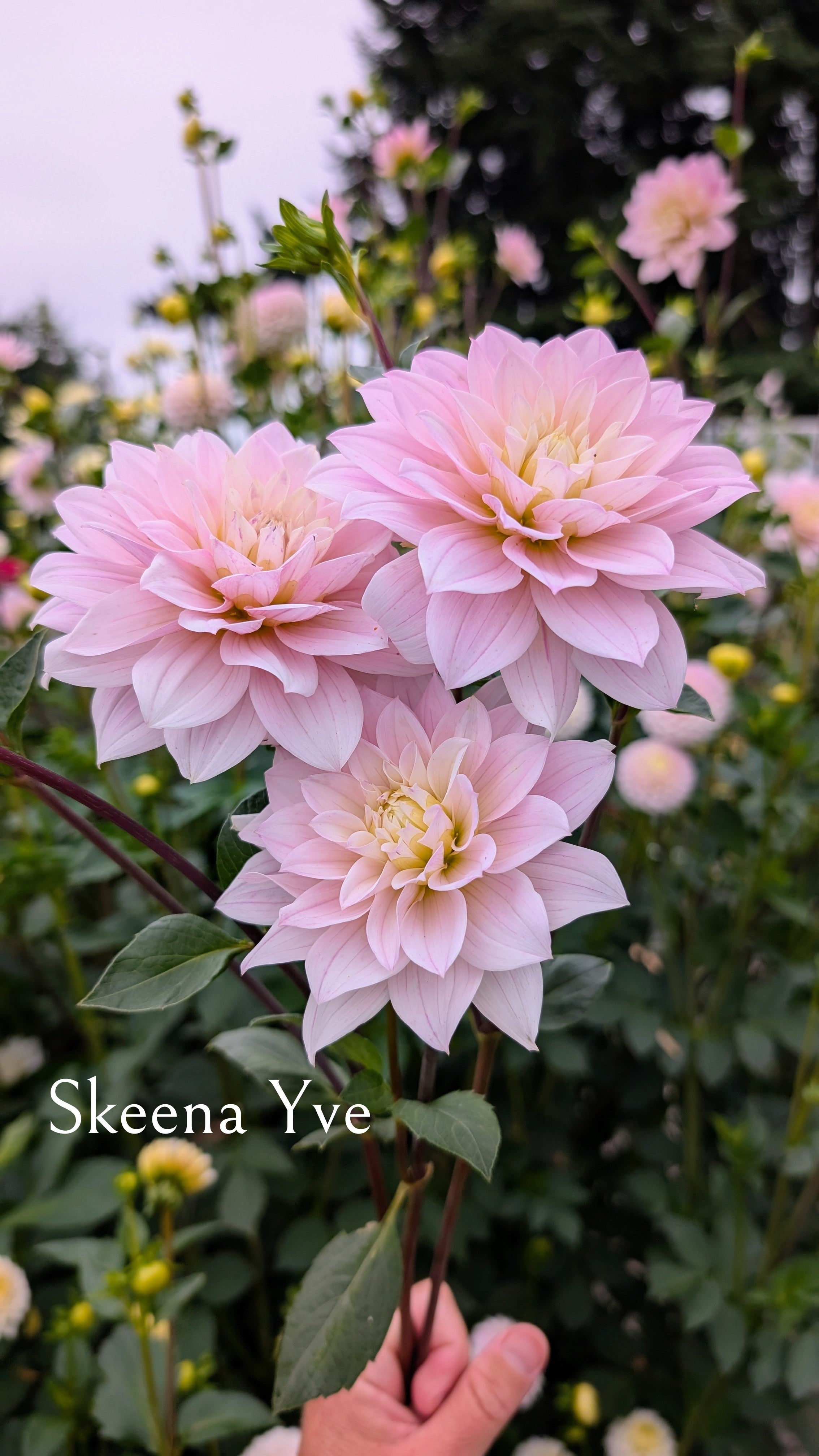 Skeena Yve