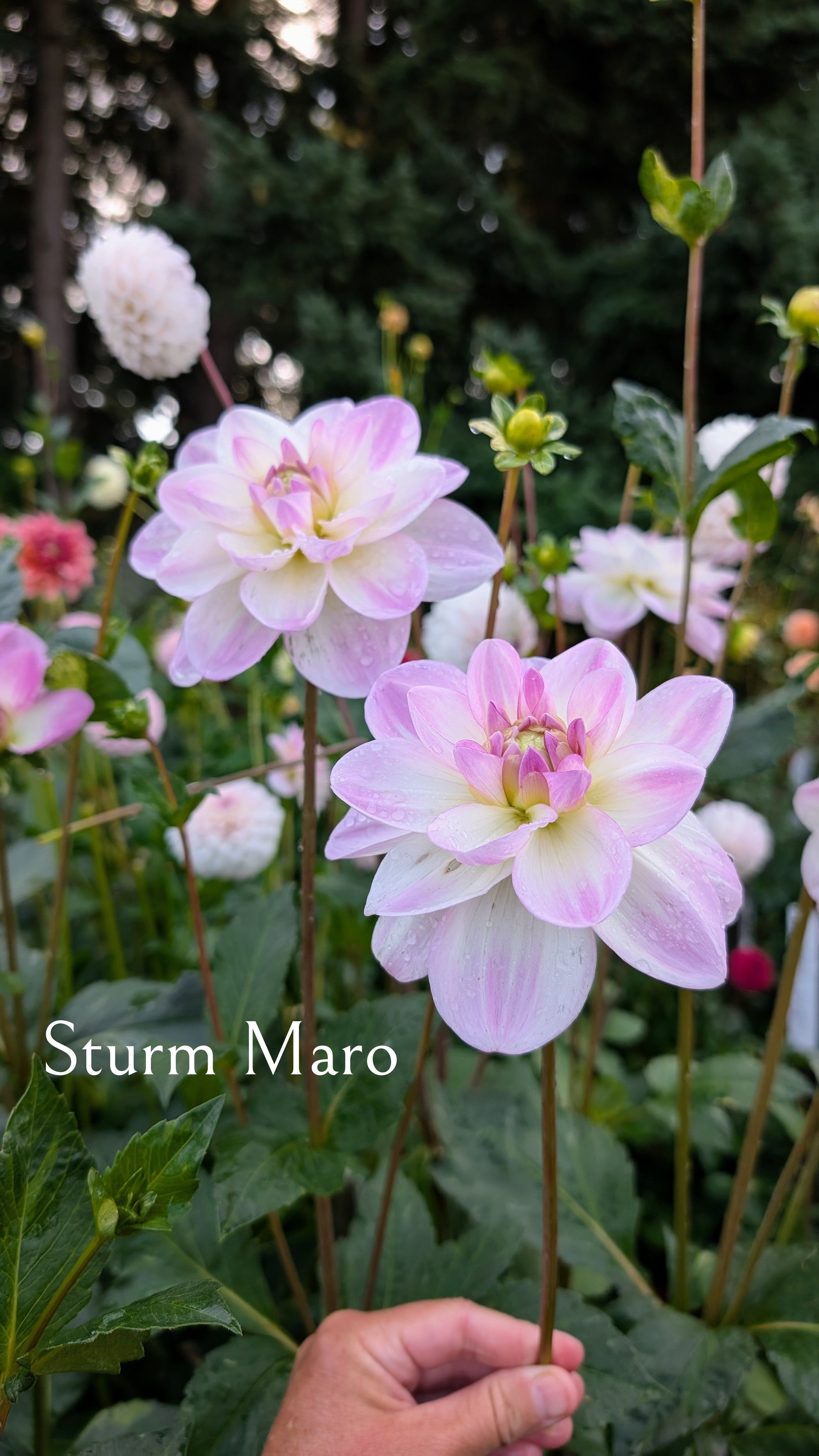 Sturm Maro