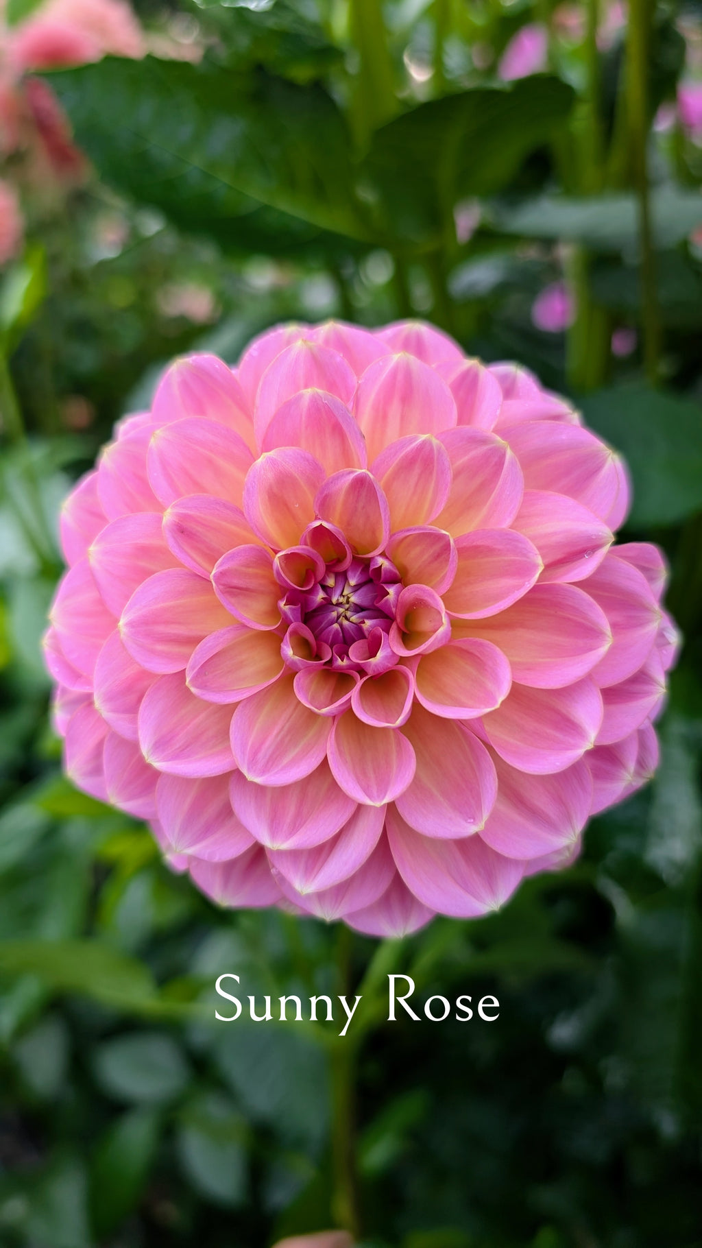 Sunny Rose