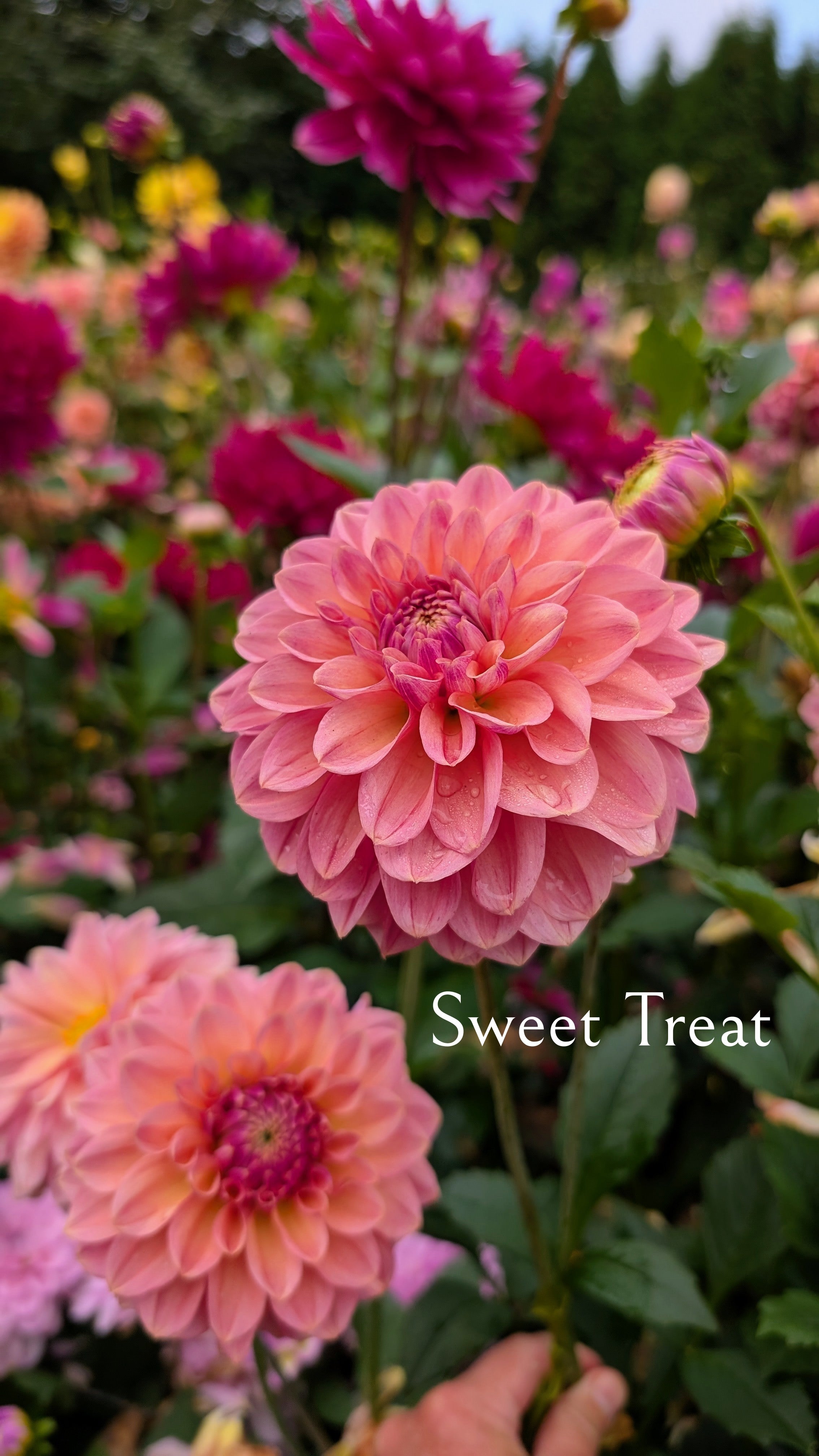 Sweet Treat