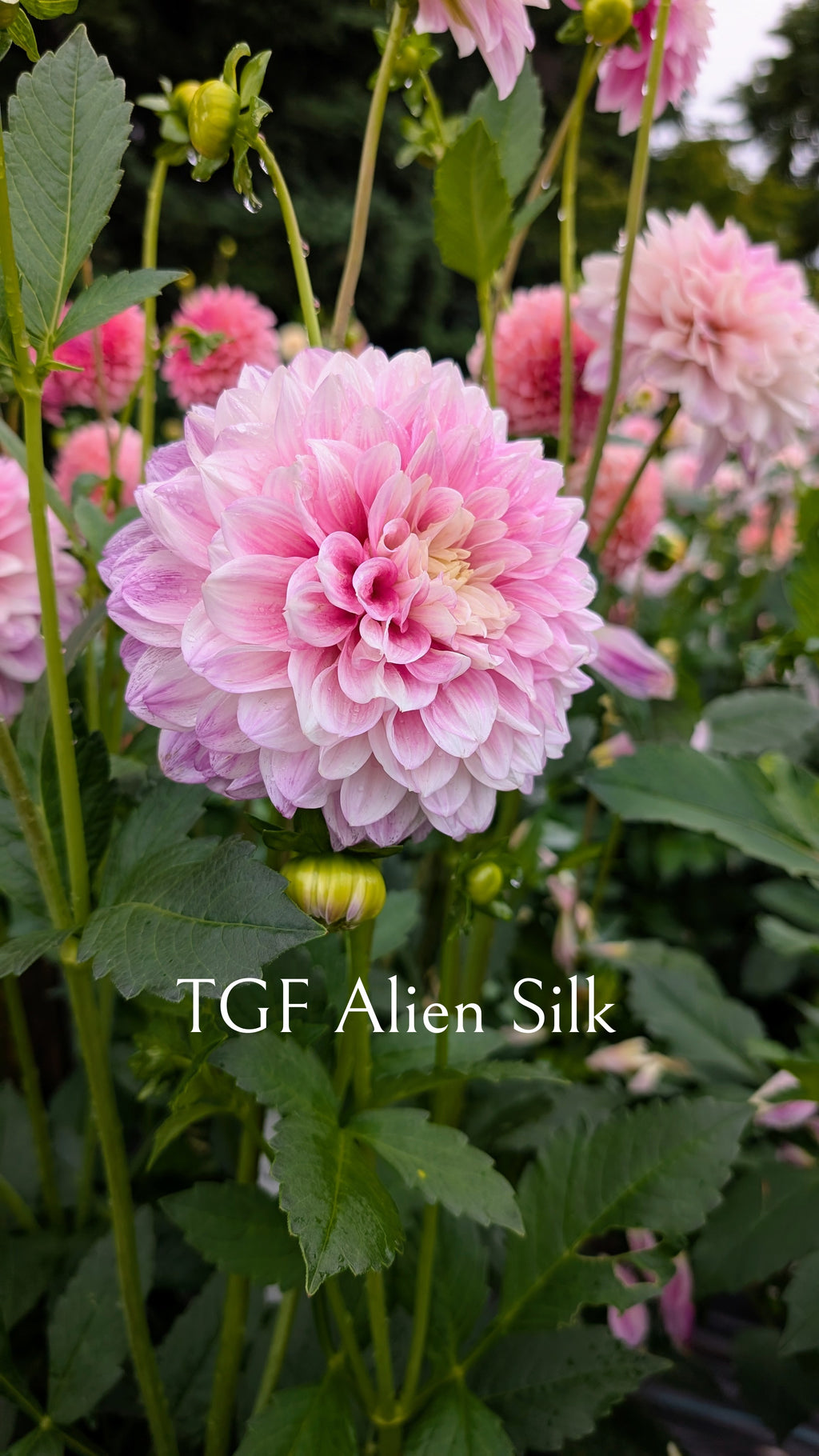 Tall Grass Farms (TGF) Alien Silk