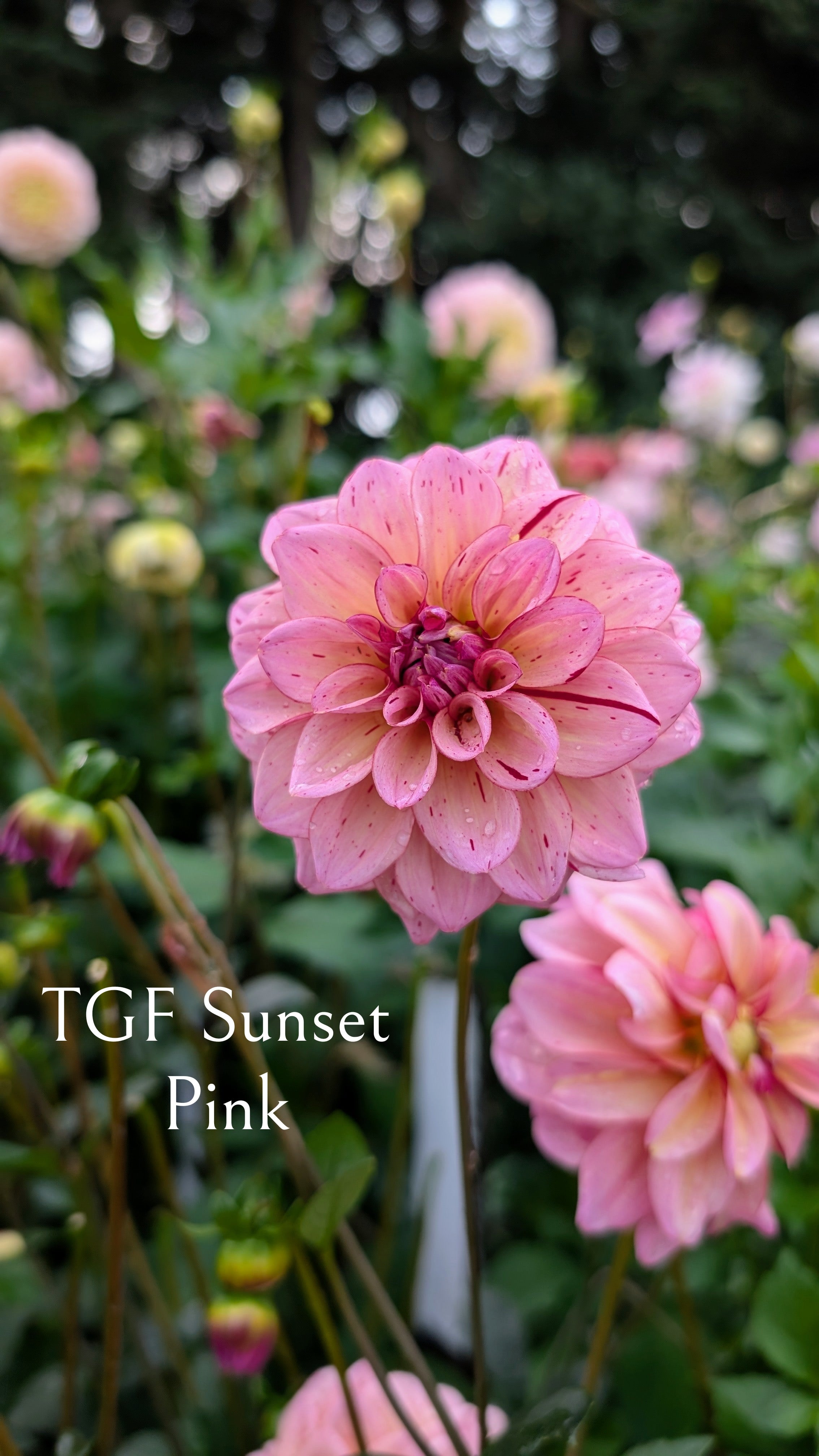 Tall Grass Farms (TGF) Sunset Pink