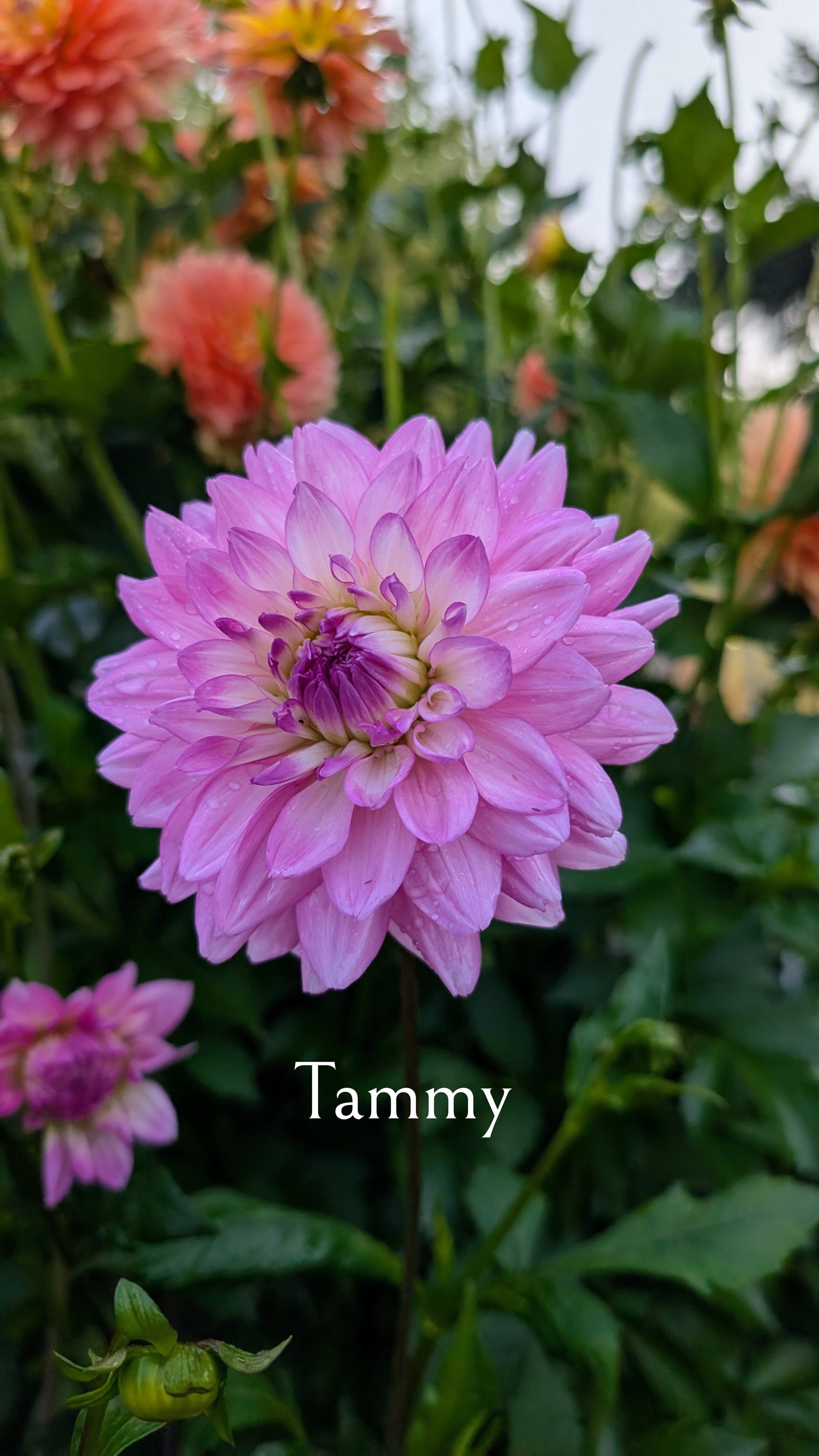 Tammy