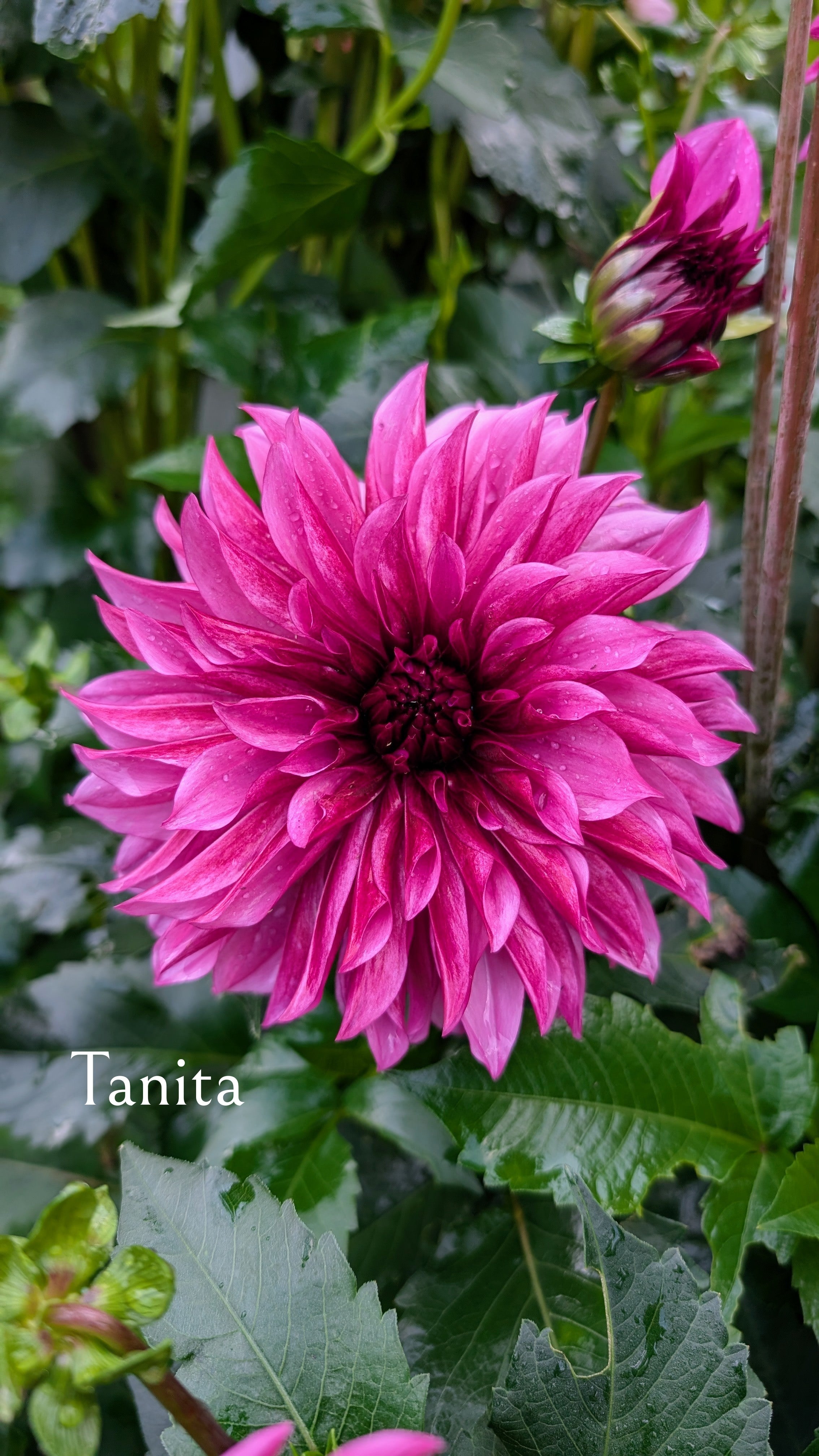 Tanita