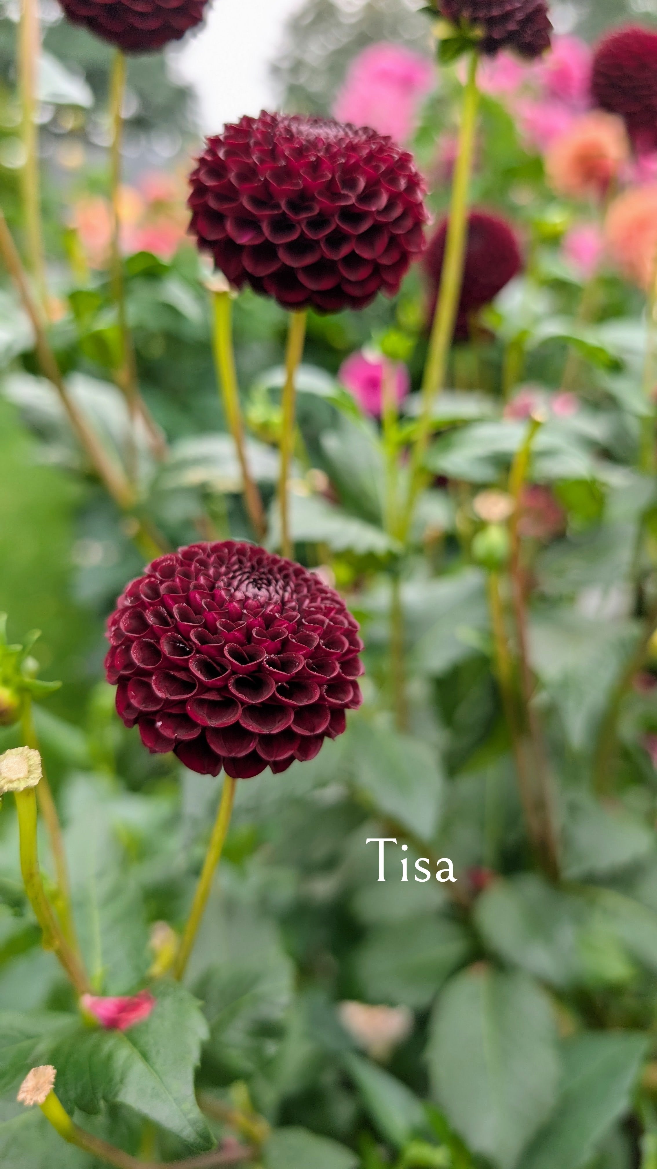 Tisa