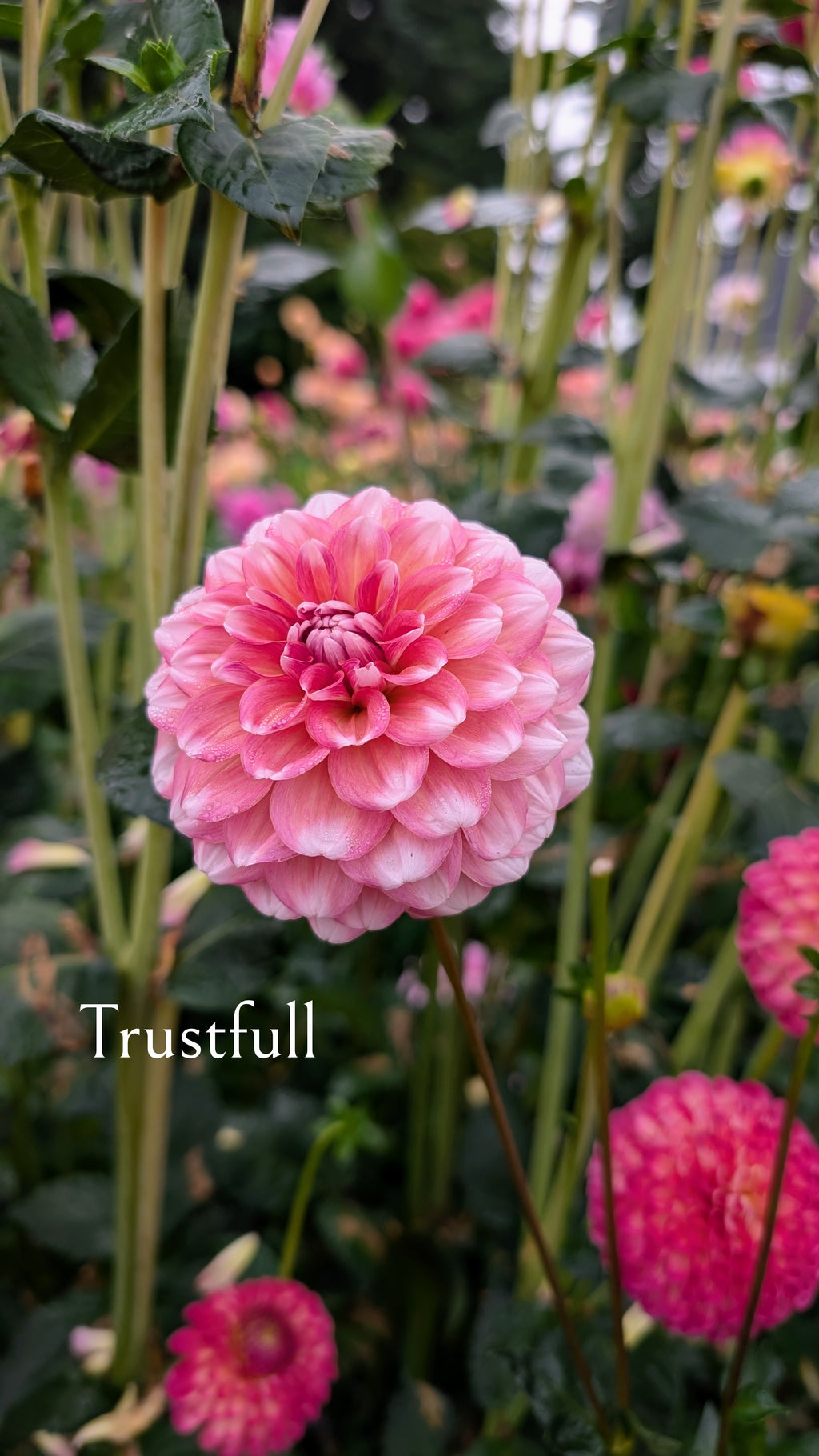 Trustfull