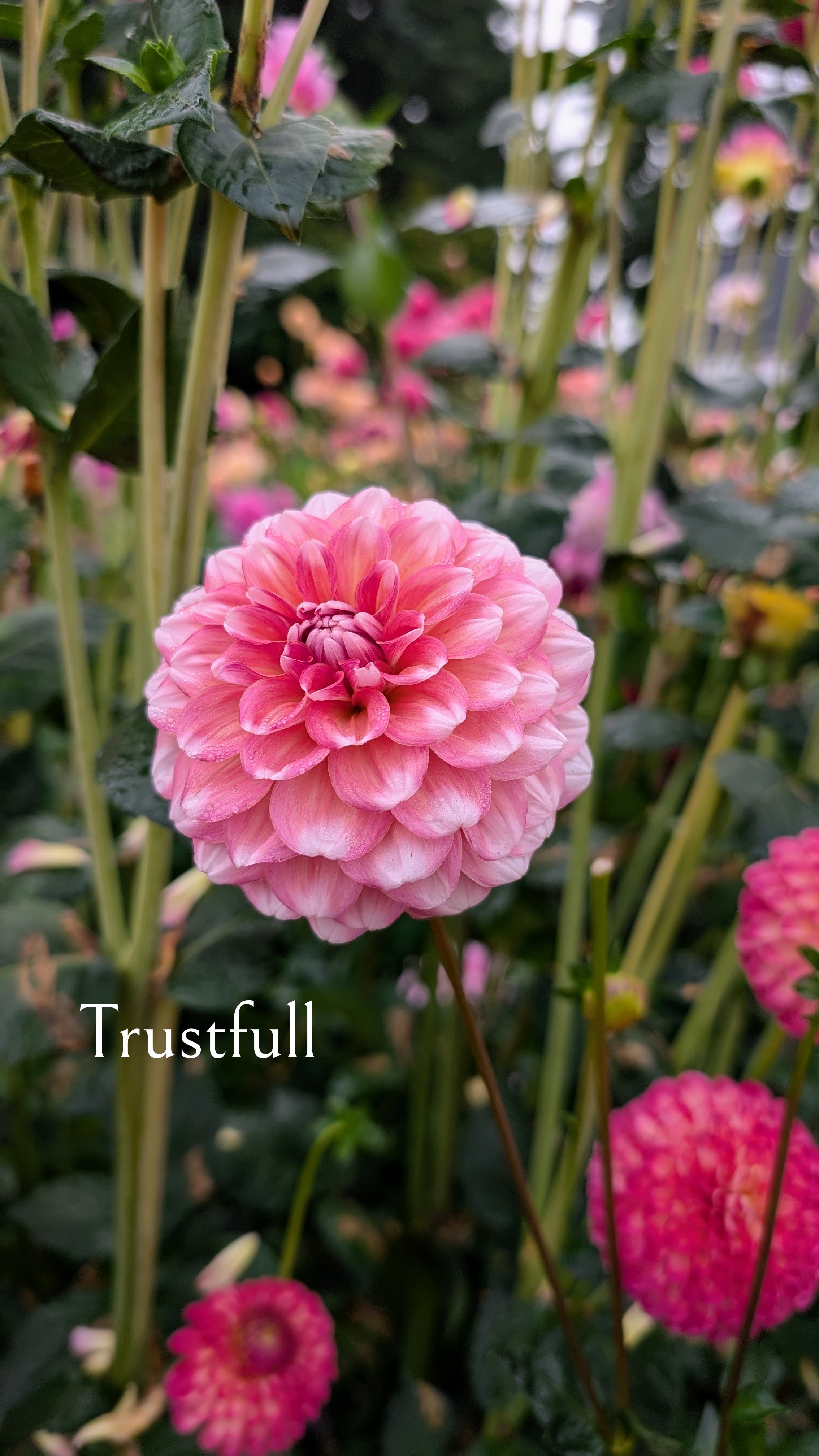 Trustfull