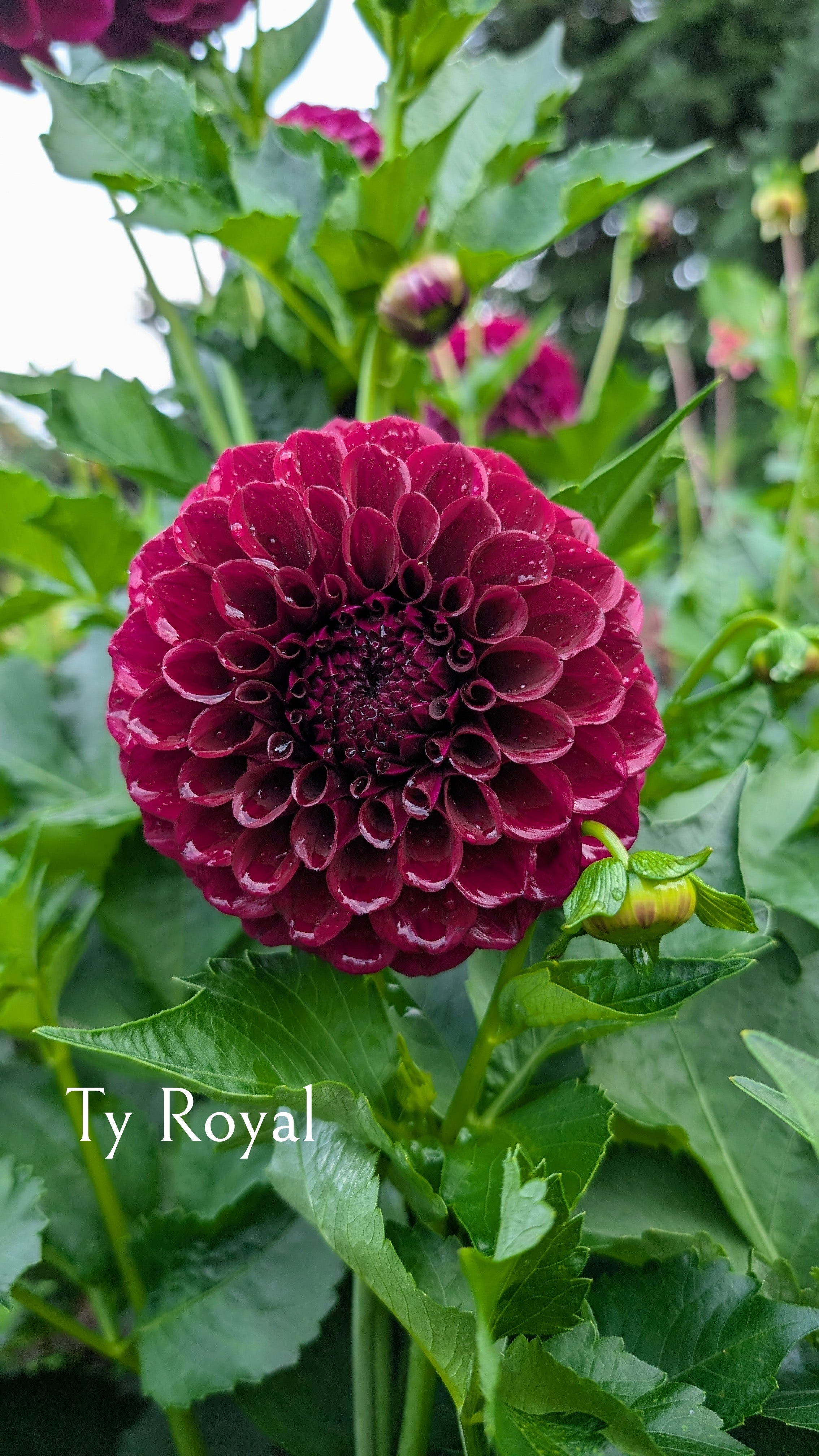Ty Royal