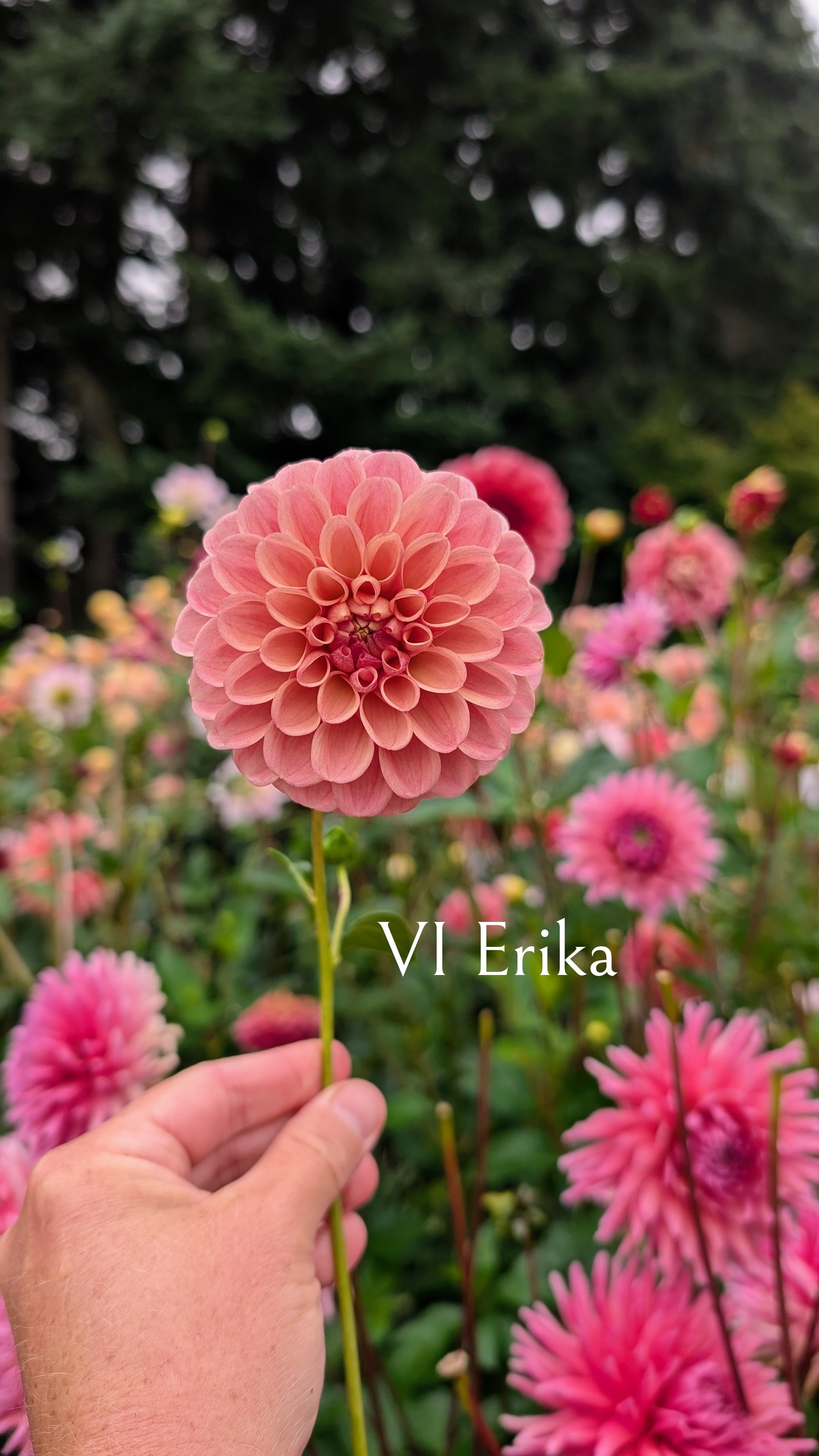 Van Isle (VI) Erika