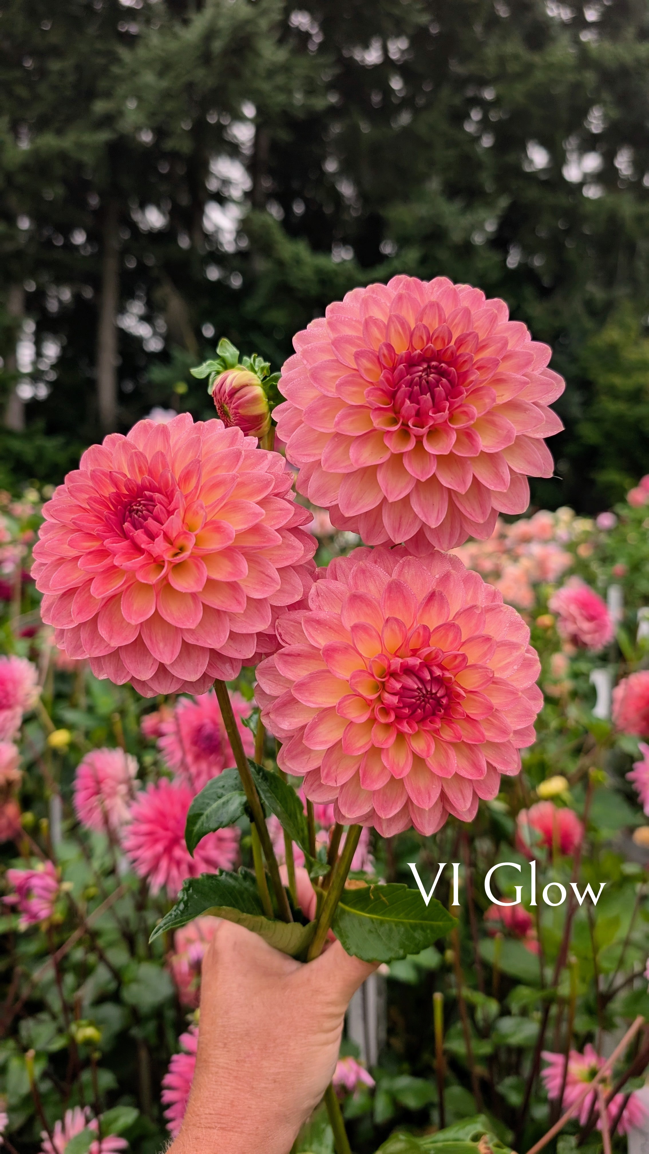 Van Isle (VI) Glow