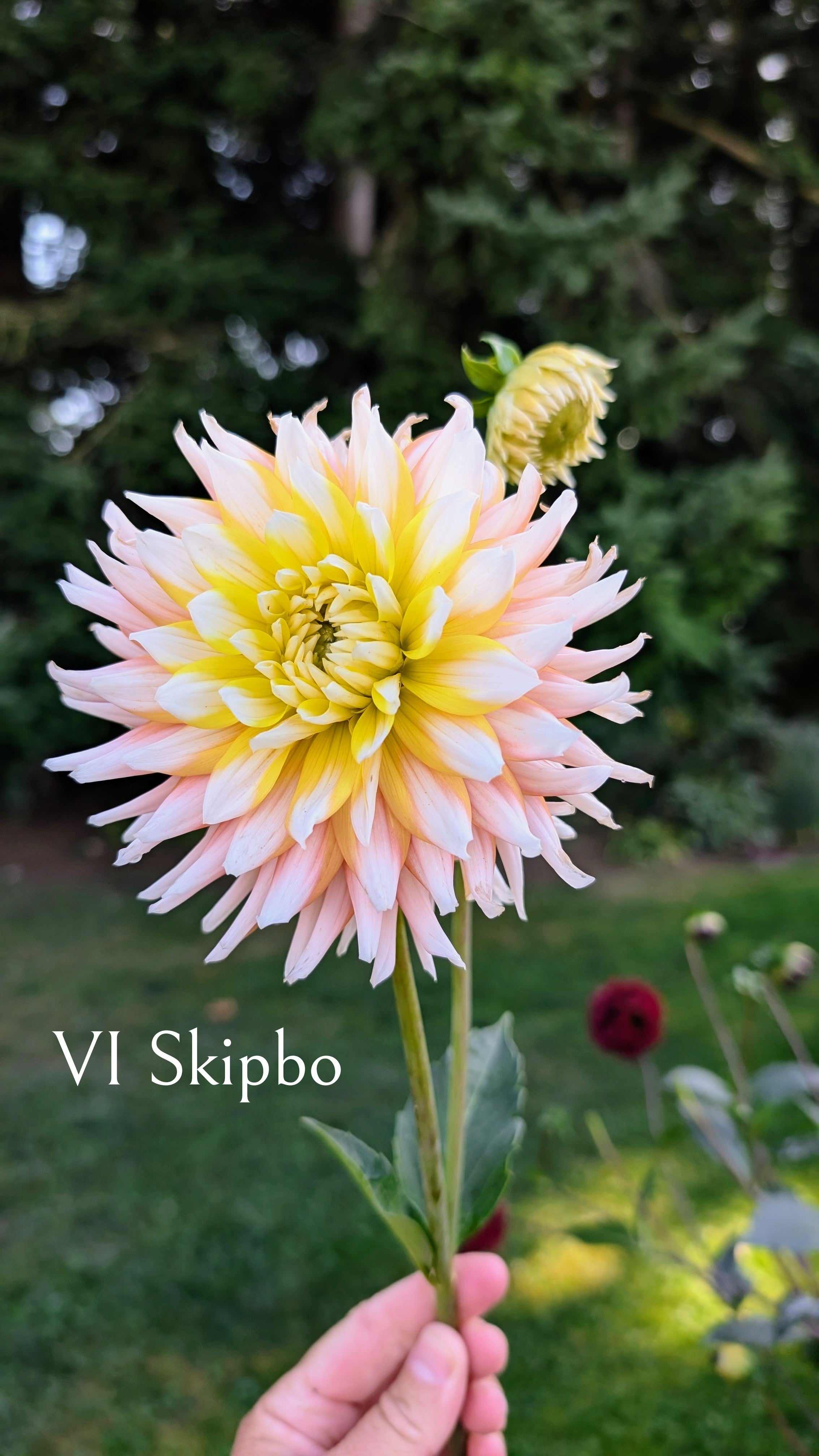 Van Isle (VI) Skipbo