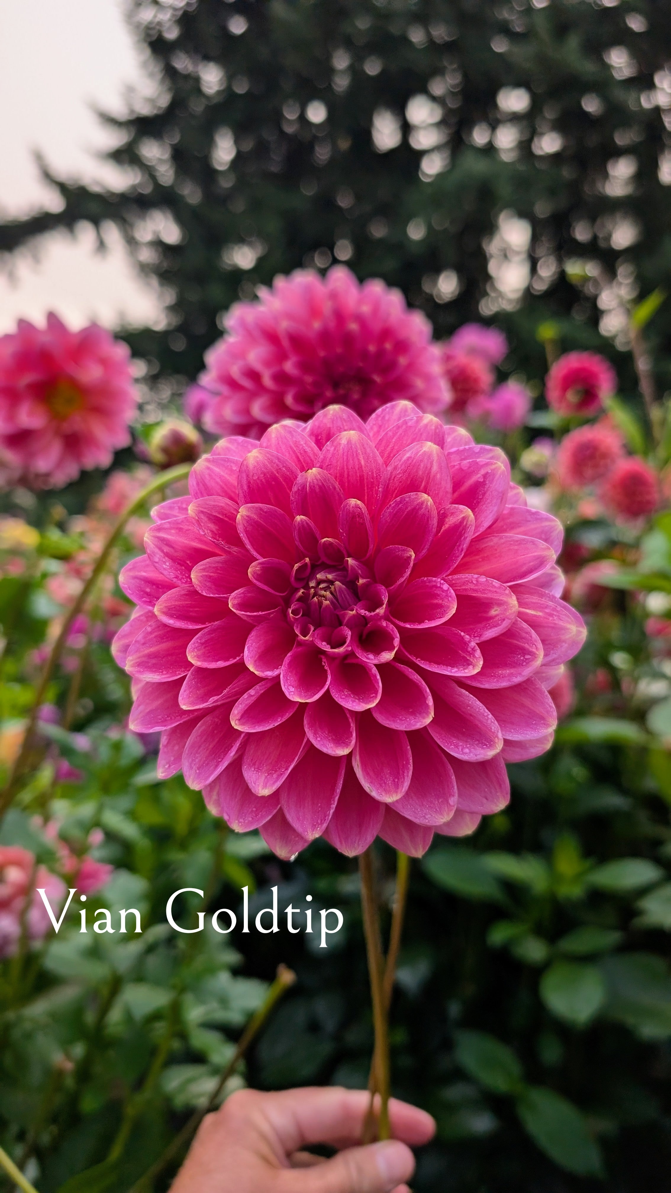 Vian Goldtip