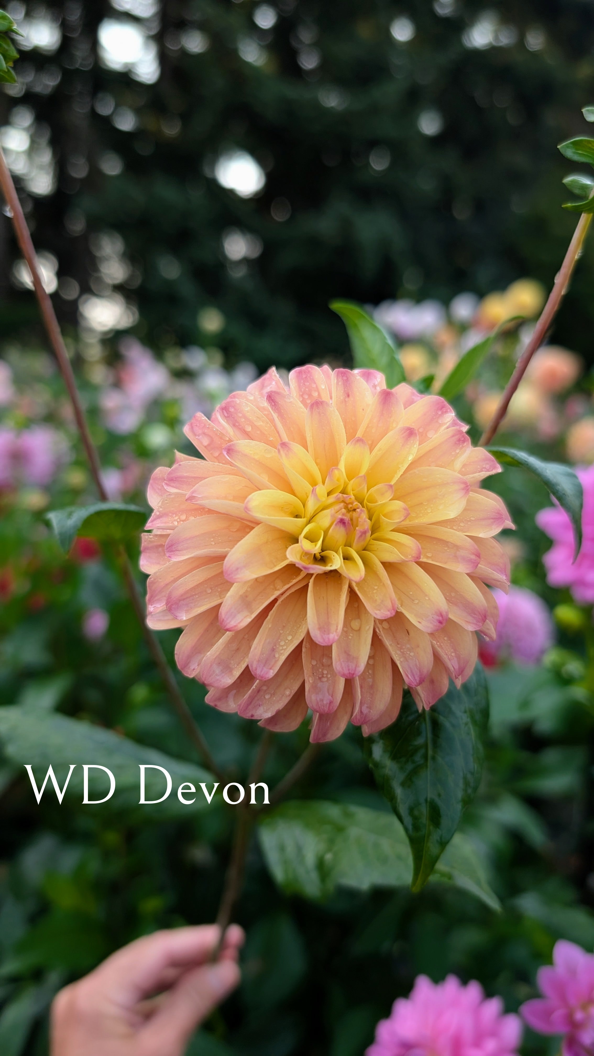 Warwick Dahlias (WD) Devon
